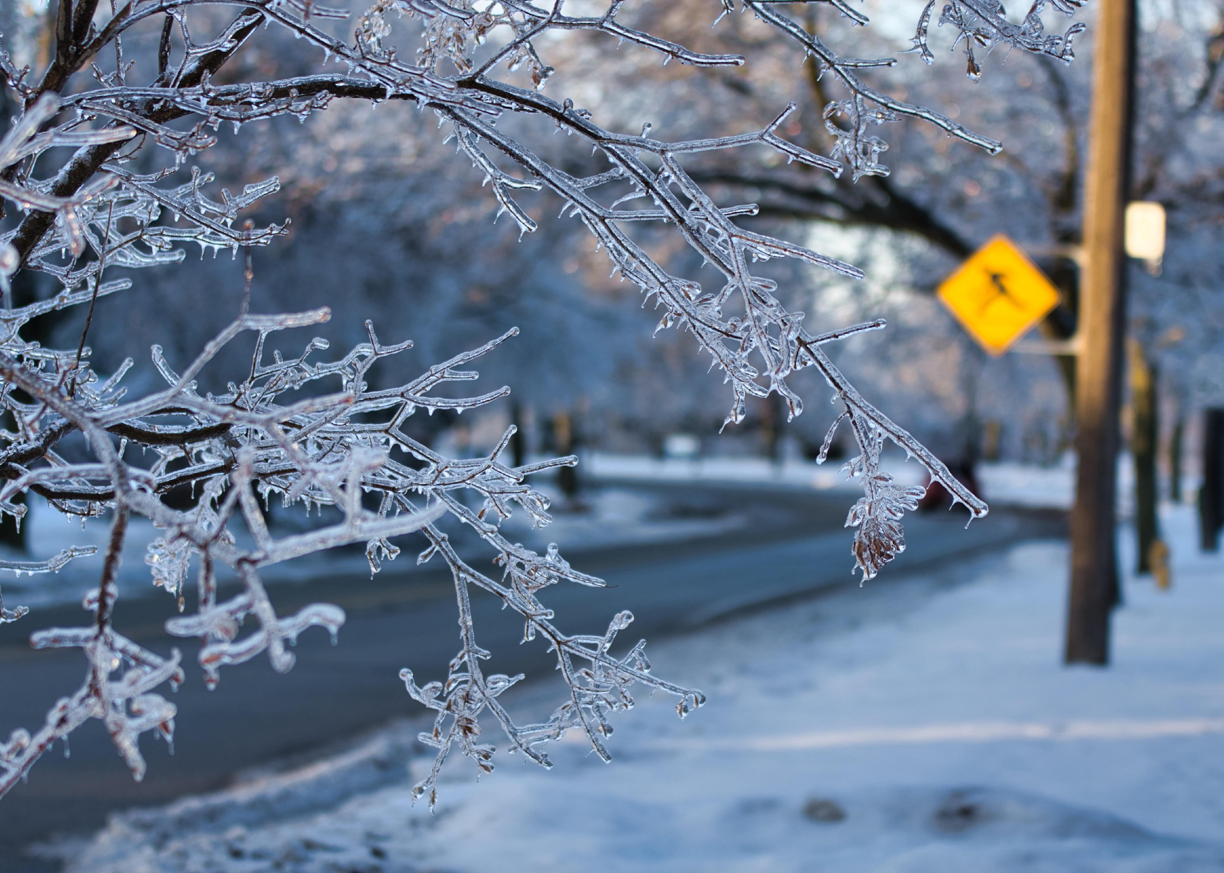 Frozen branches with crossing sign in the background.