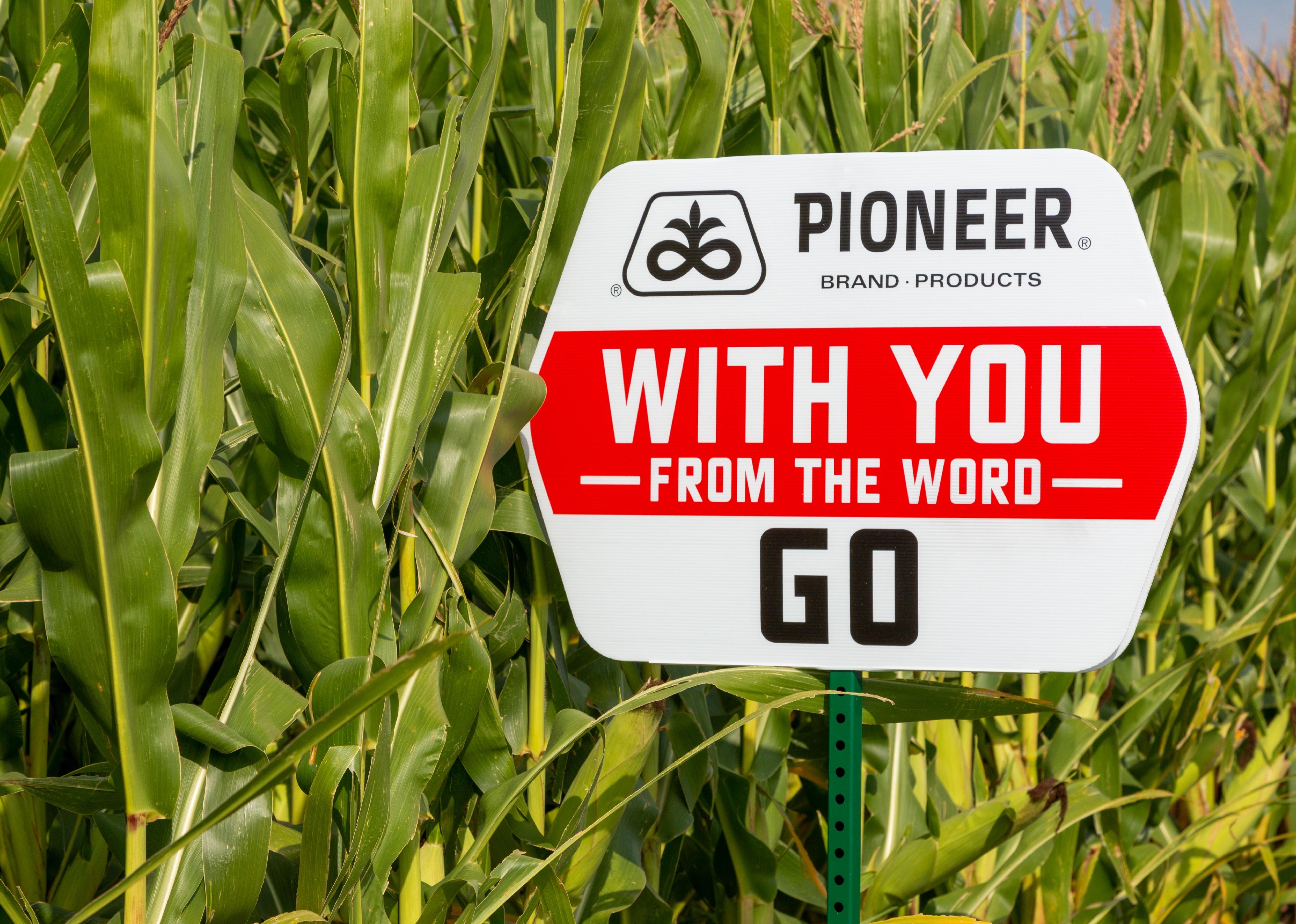 Pioneer seed sign and trademark logo in field of corn.