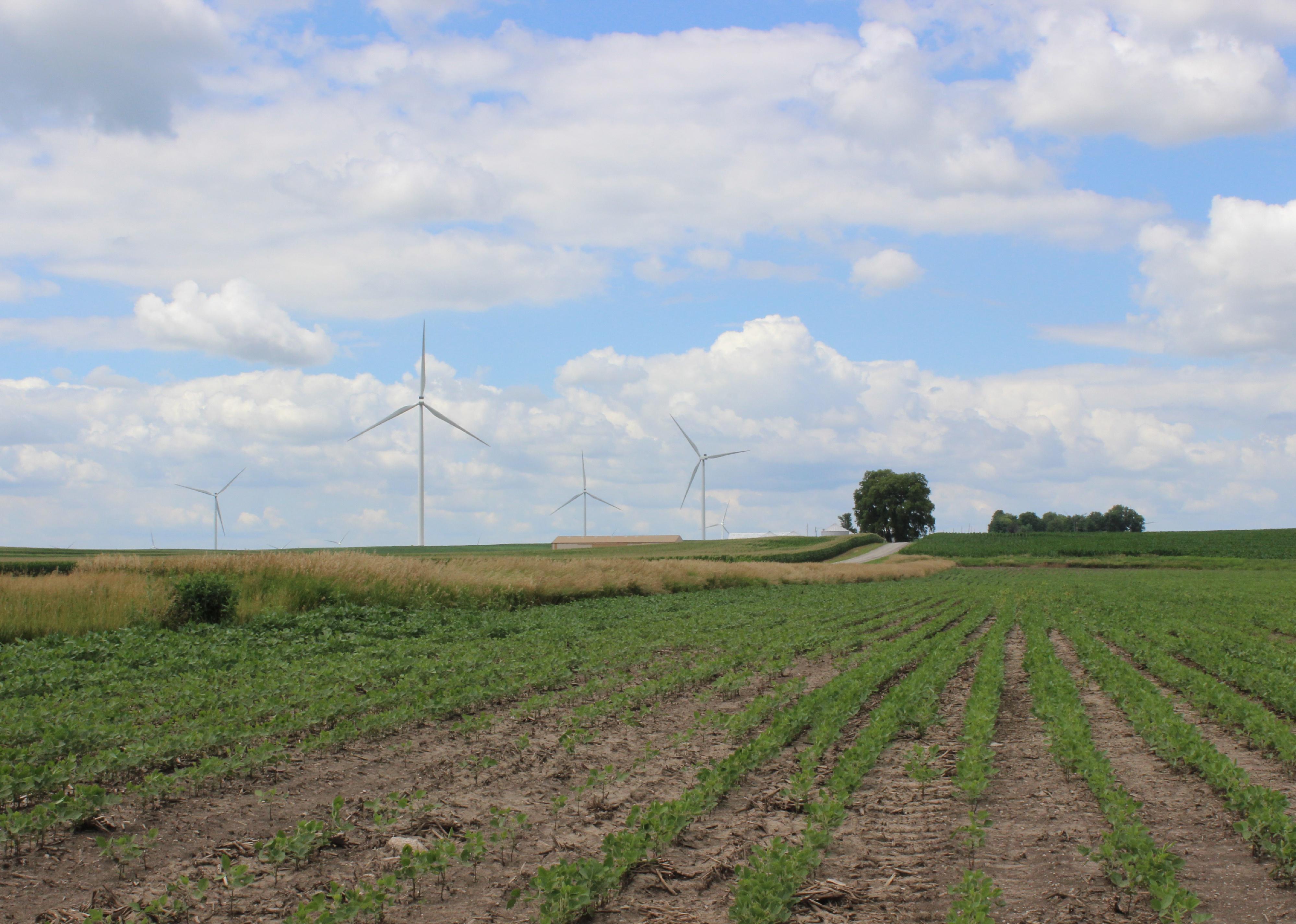 Wind Turbines in fields of row crops