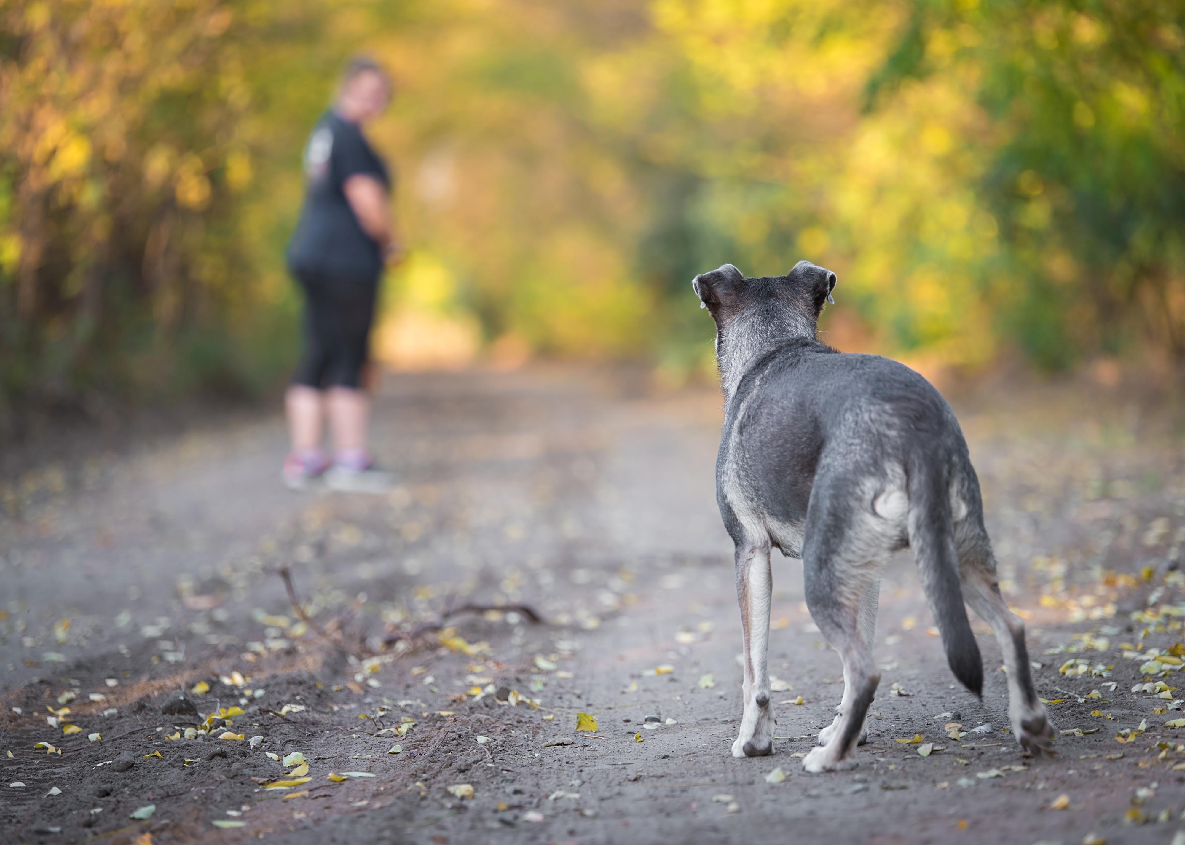 Back view of a dog looking at a person on a trail.