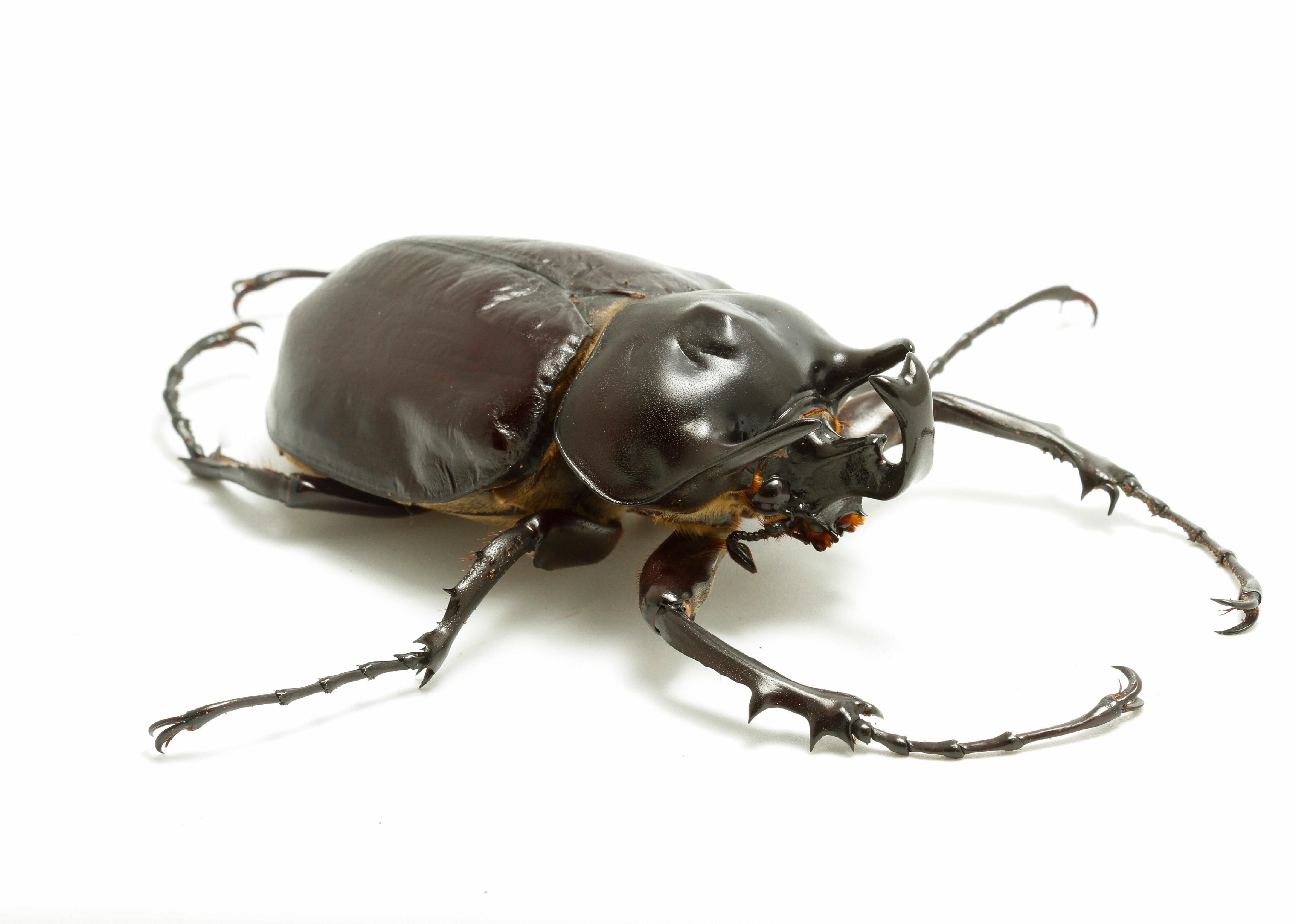 A small male Megasoma actaeon on white background.