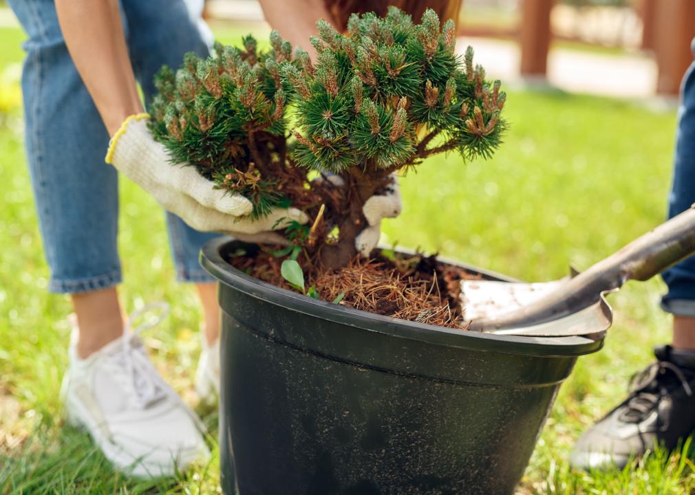 Close up of hands planting a small shrub in a pot.