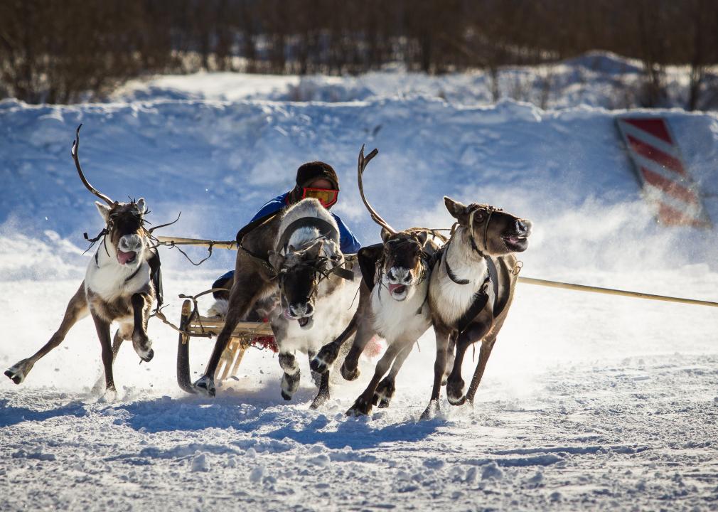 Four reindeer pulling a person on a sled run in the snow. 