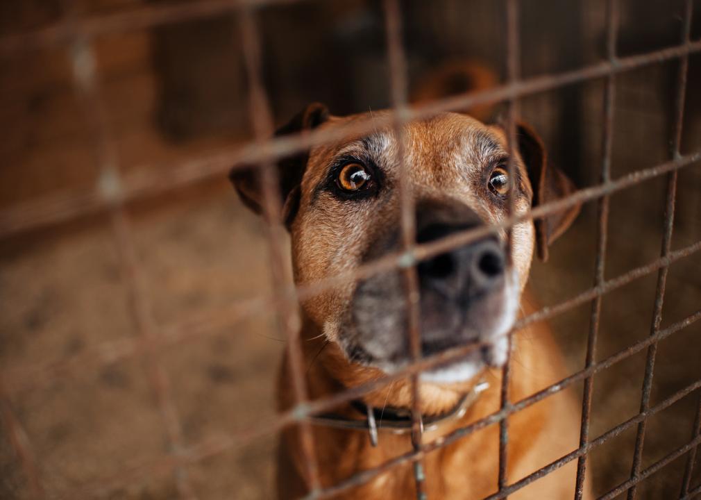 Dog Up for Adoption