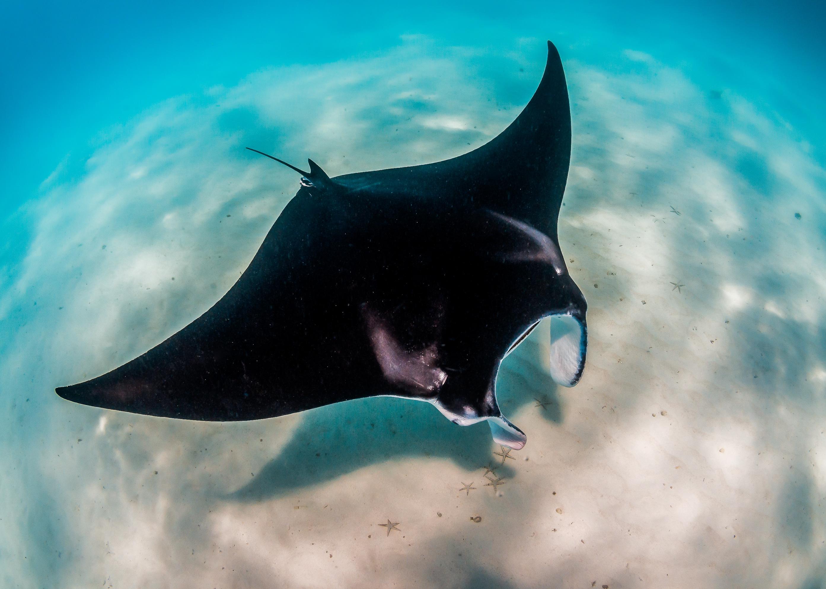 Manta Ray swimming peacefully in the wild along the sea bed.