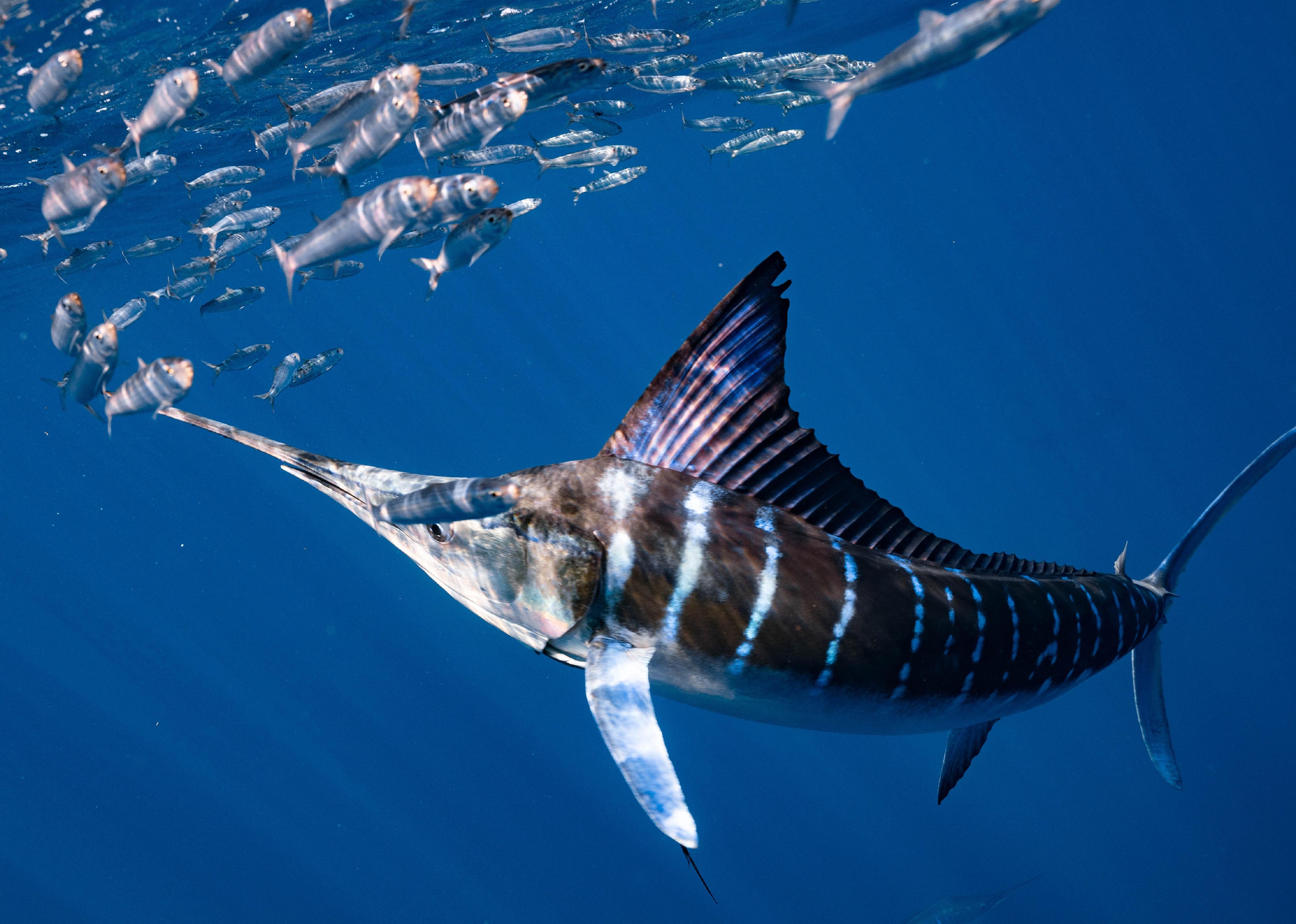 Striped-Marlin swimming underwater.