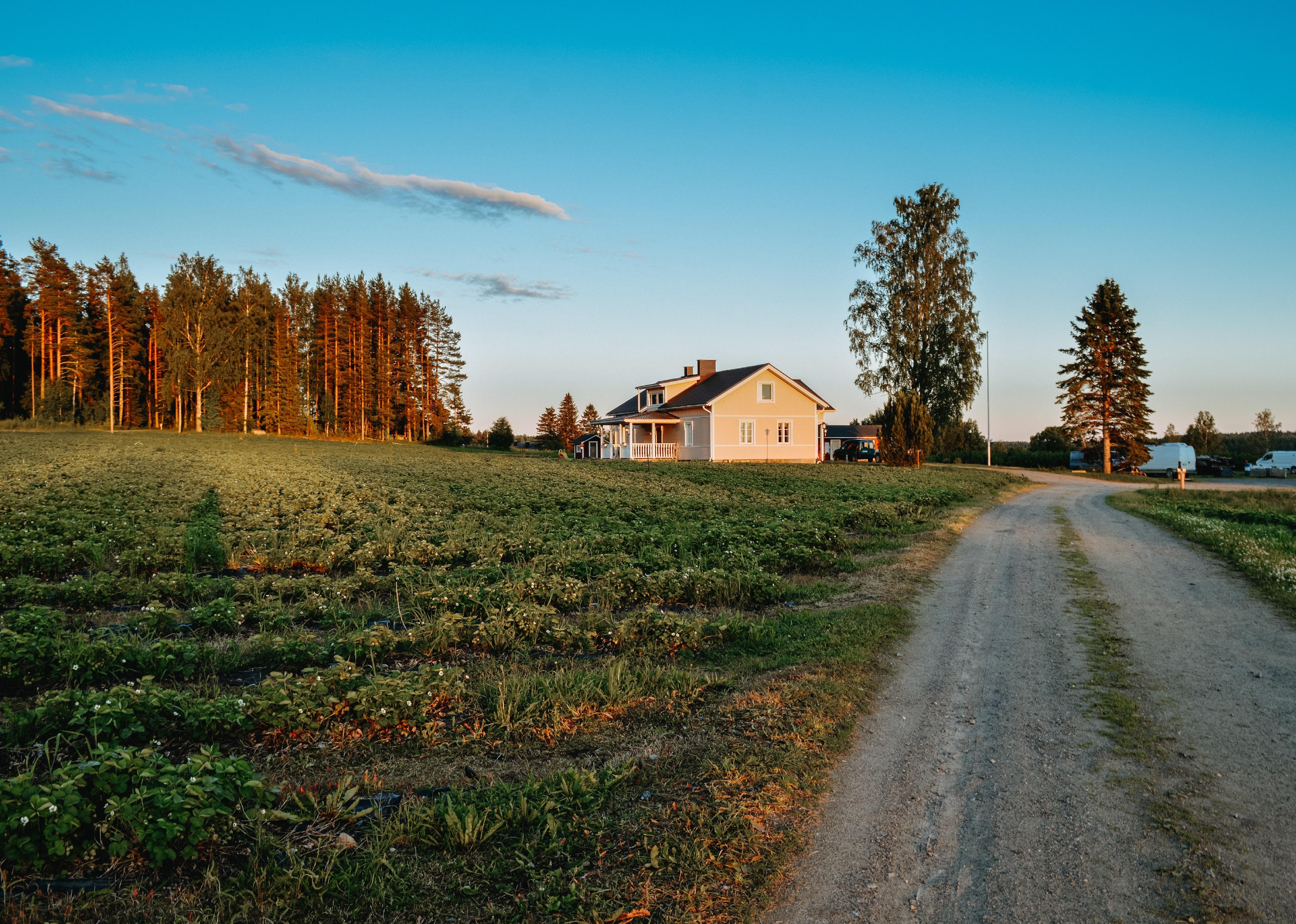 Strawberry field with house in background.