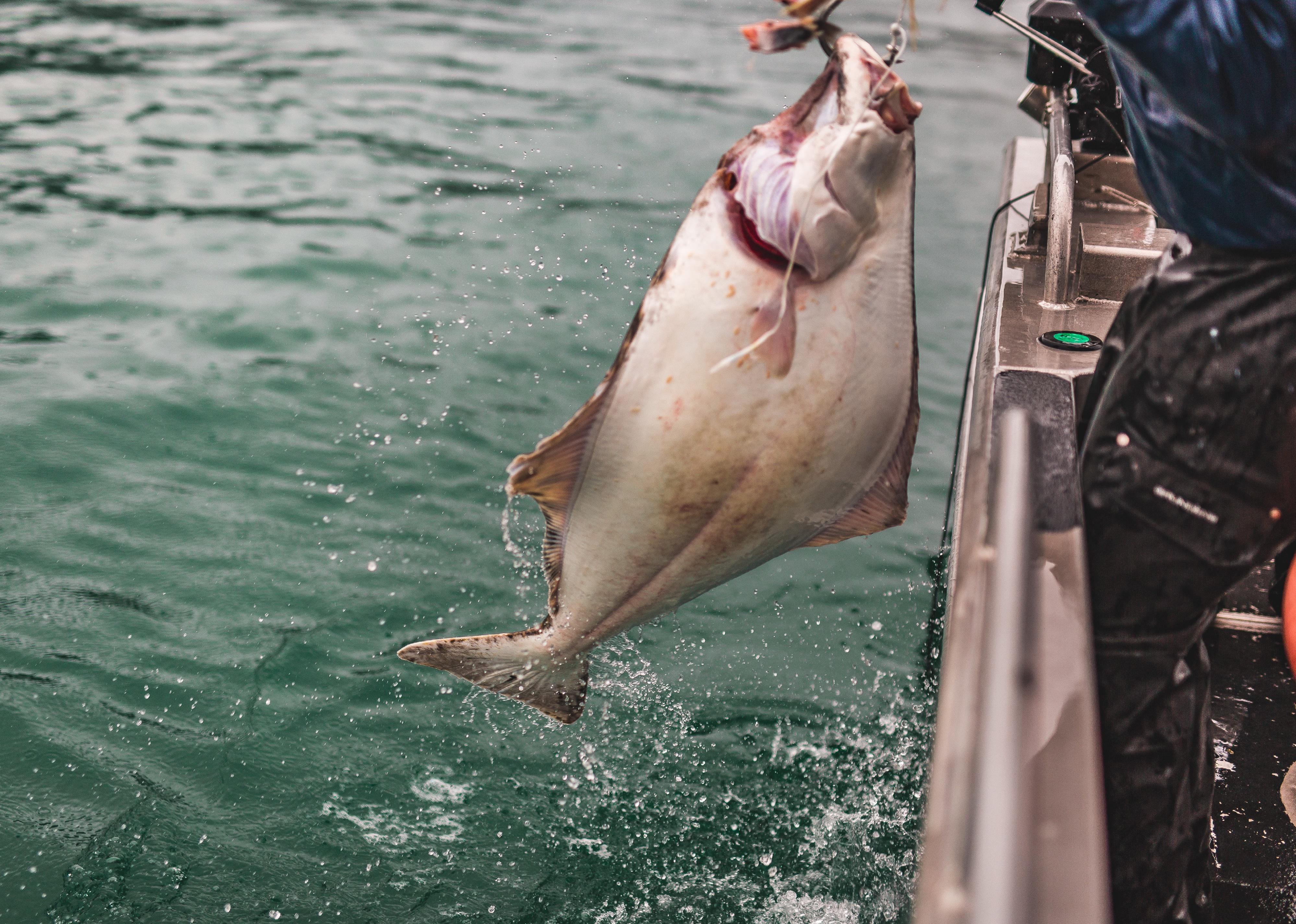 Halibut being lifted over the side of a fishing boat.