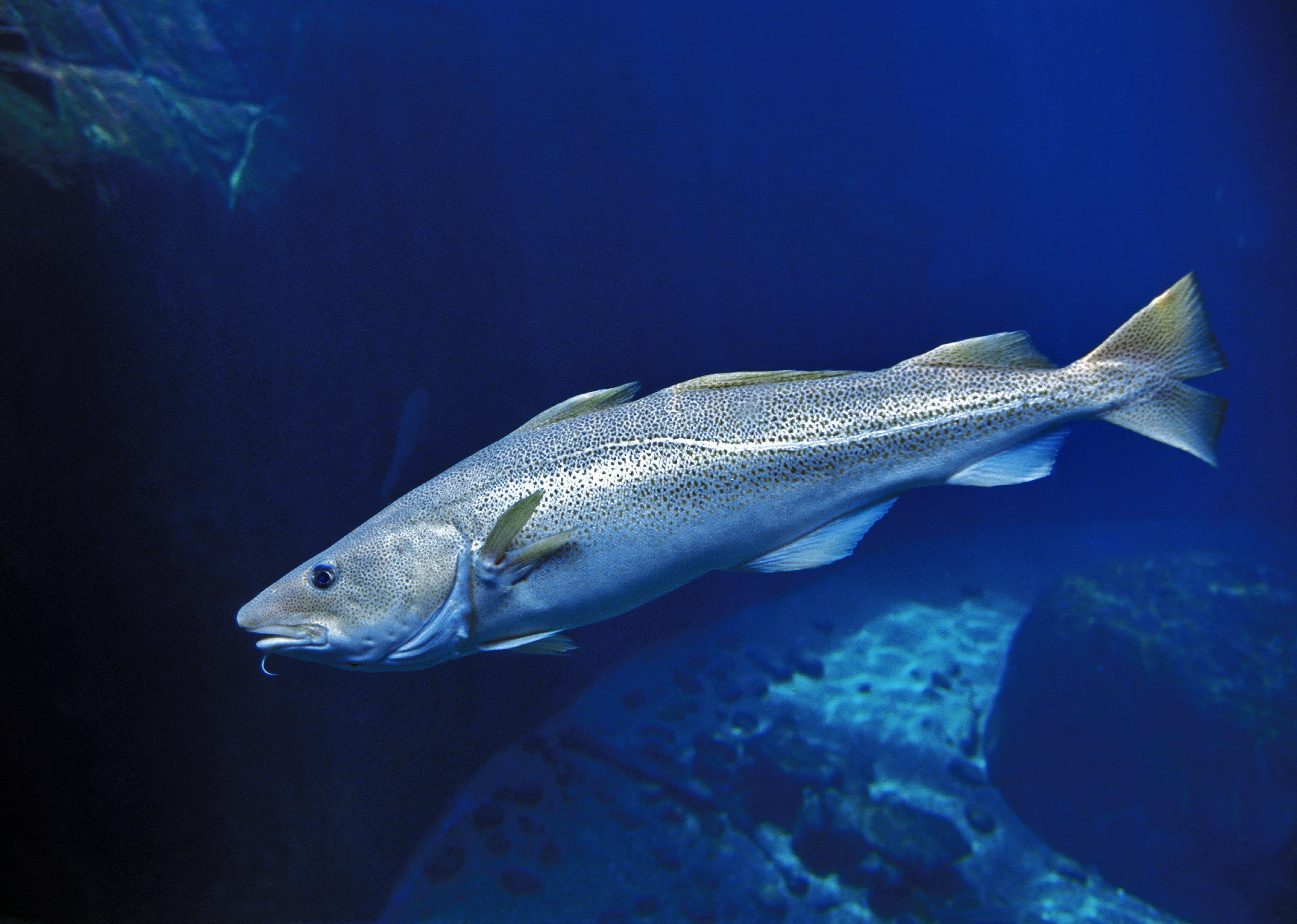 Atlantic Cod swimming underwater.