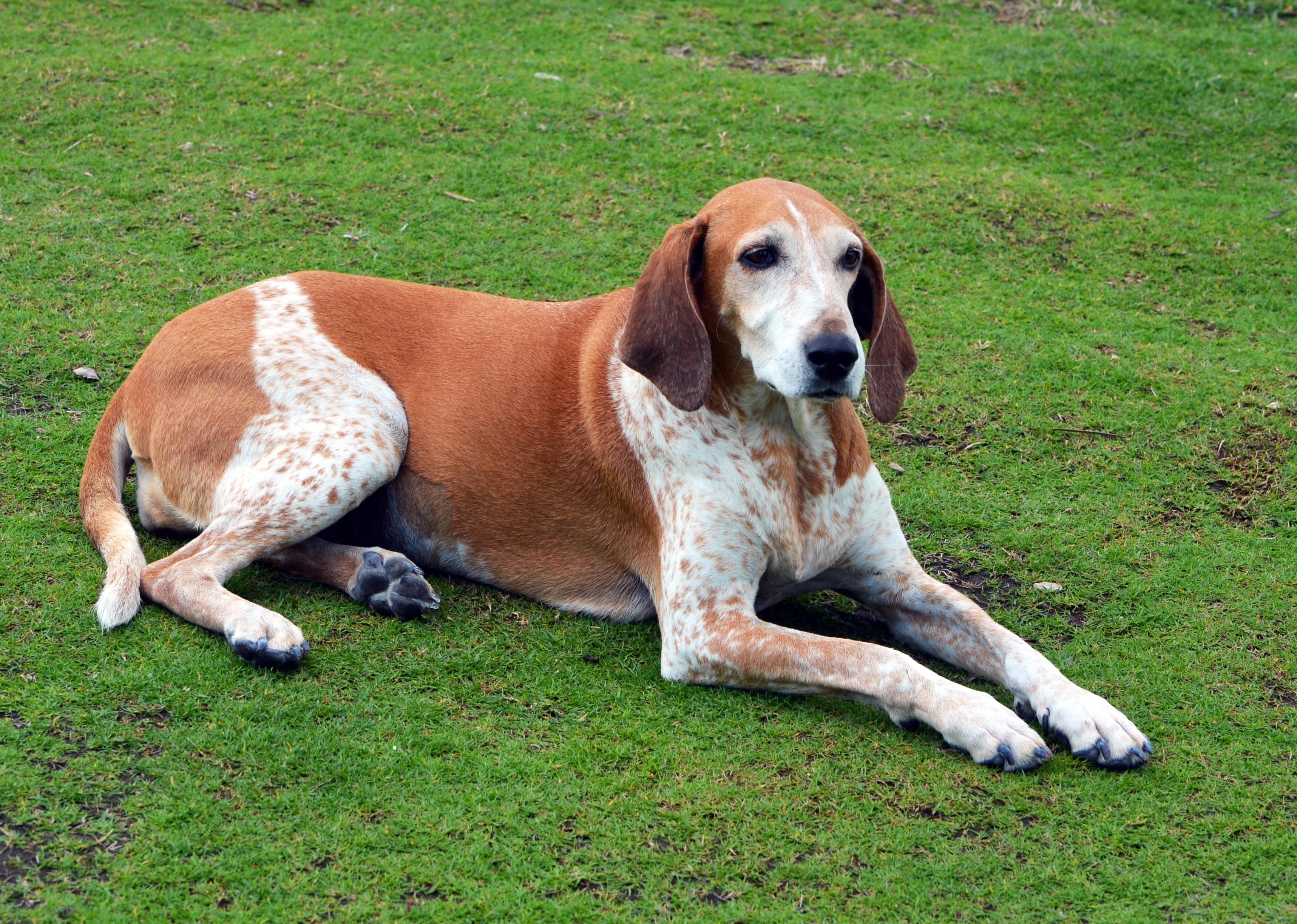 An American English Coonhound laying in grass.