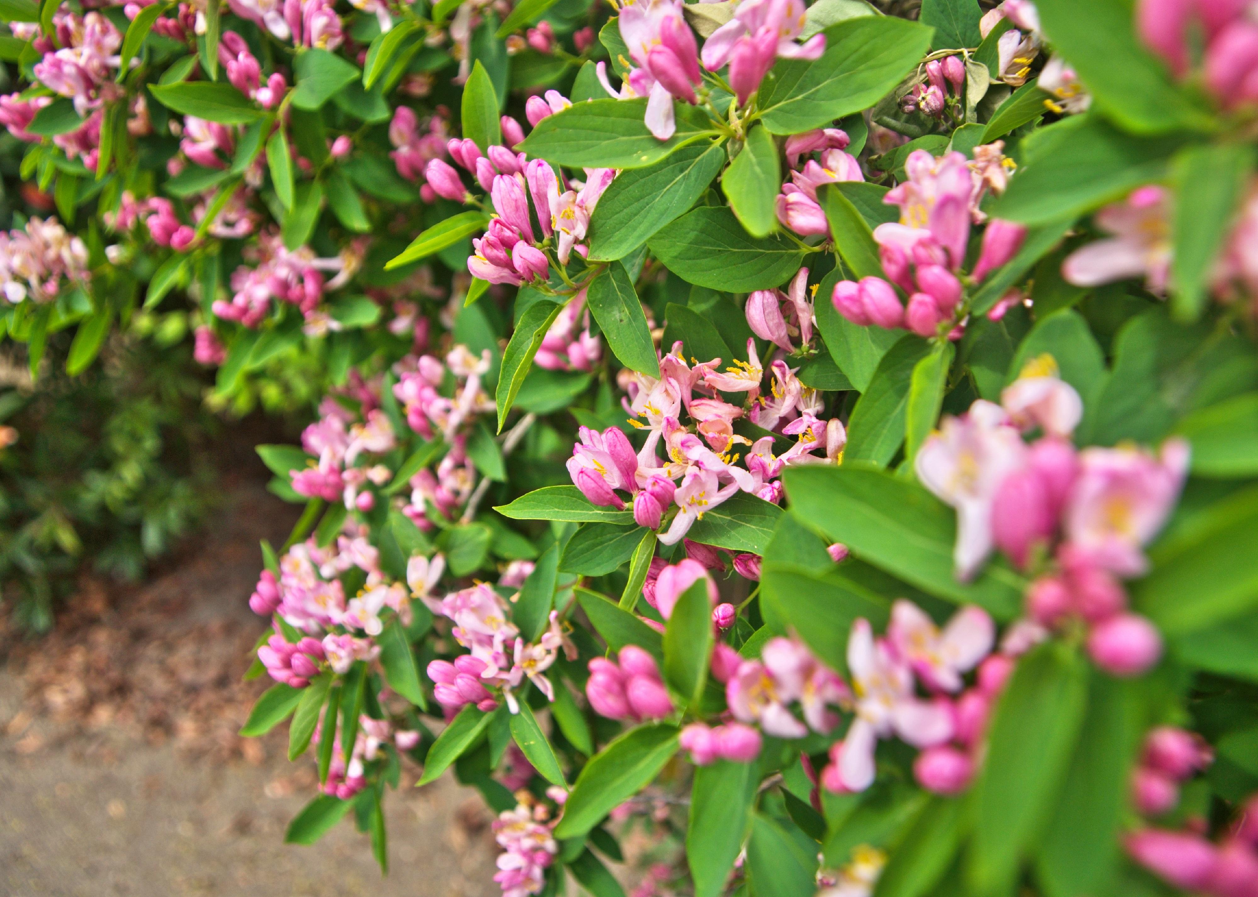 Close up of blooming White Pink Tatarian honeysuckle