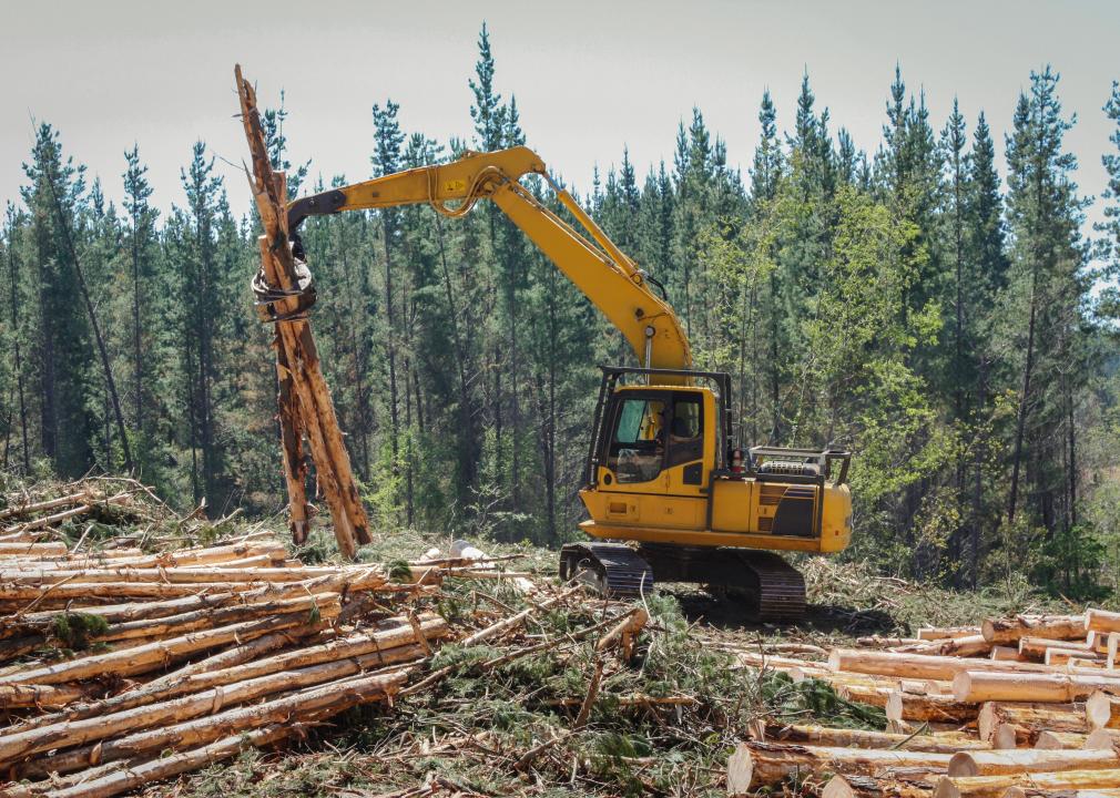 Logging equipment with trees