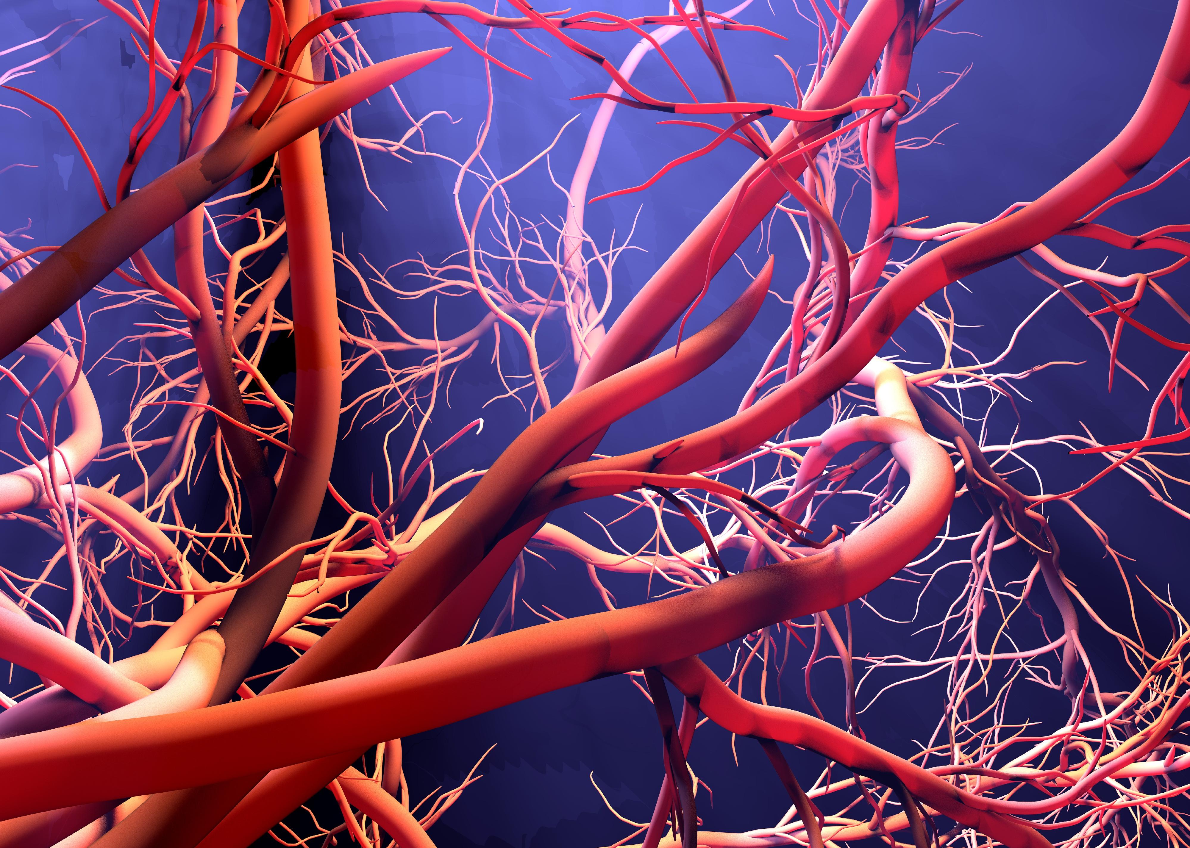 New blood vessel formation.