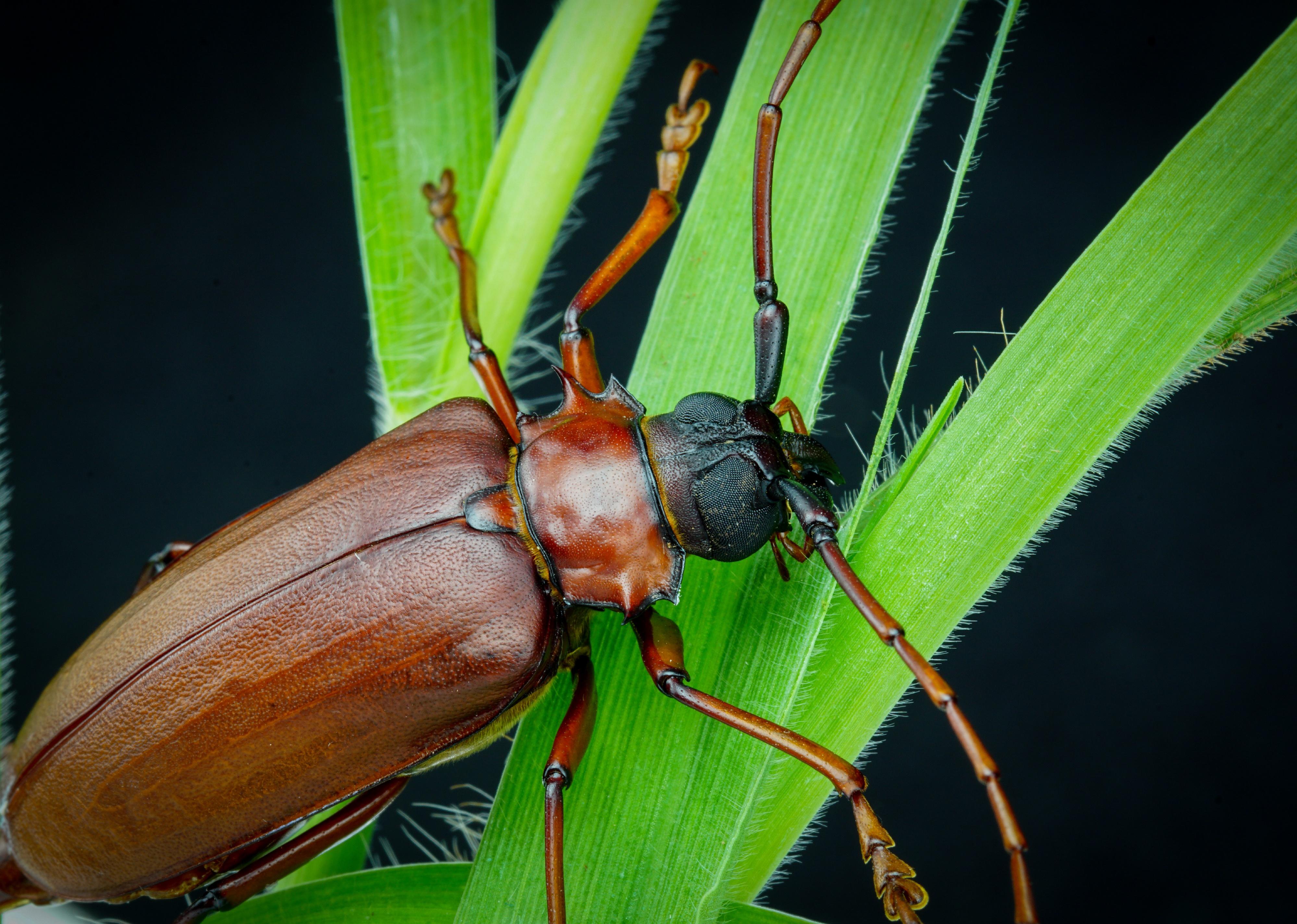 Titan beetle on leaf.