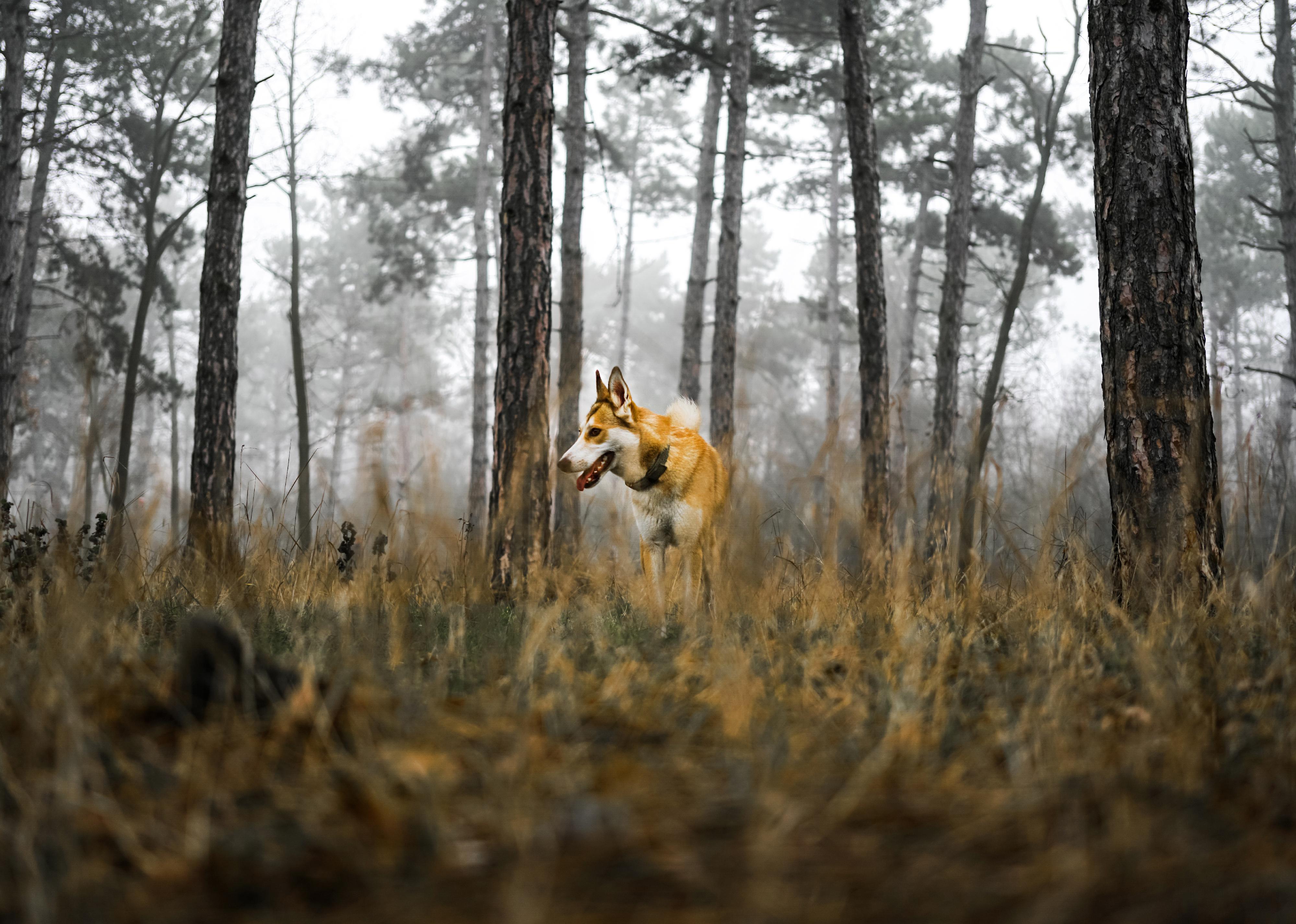 Norwegian lundehund plays in the forest.