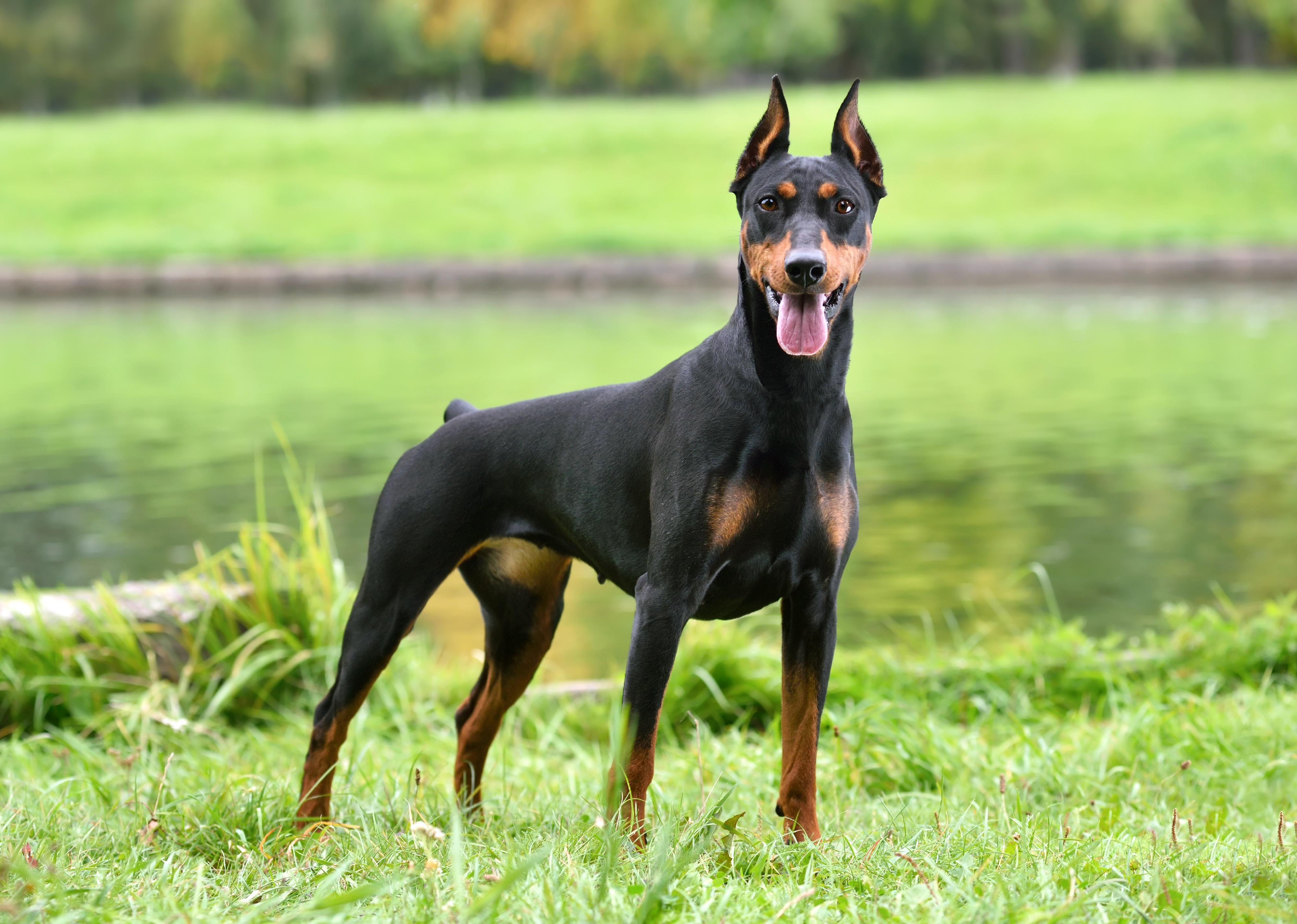Tan-and-black German Pinscher sitting on a river bank.