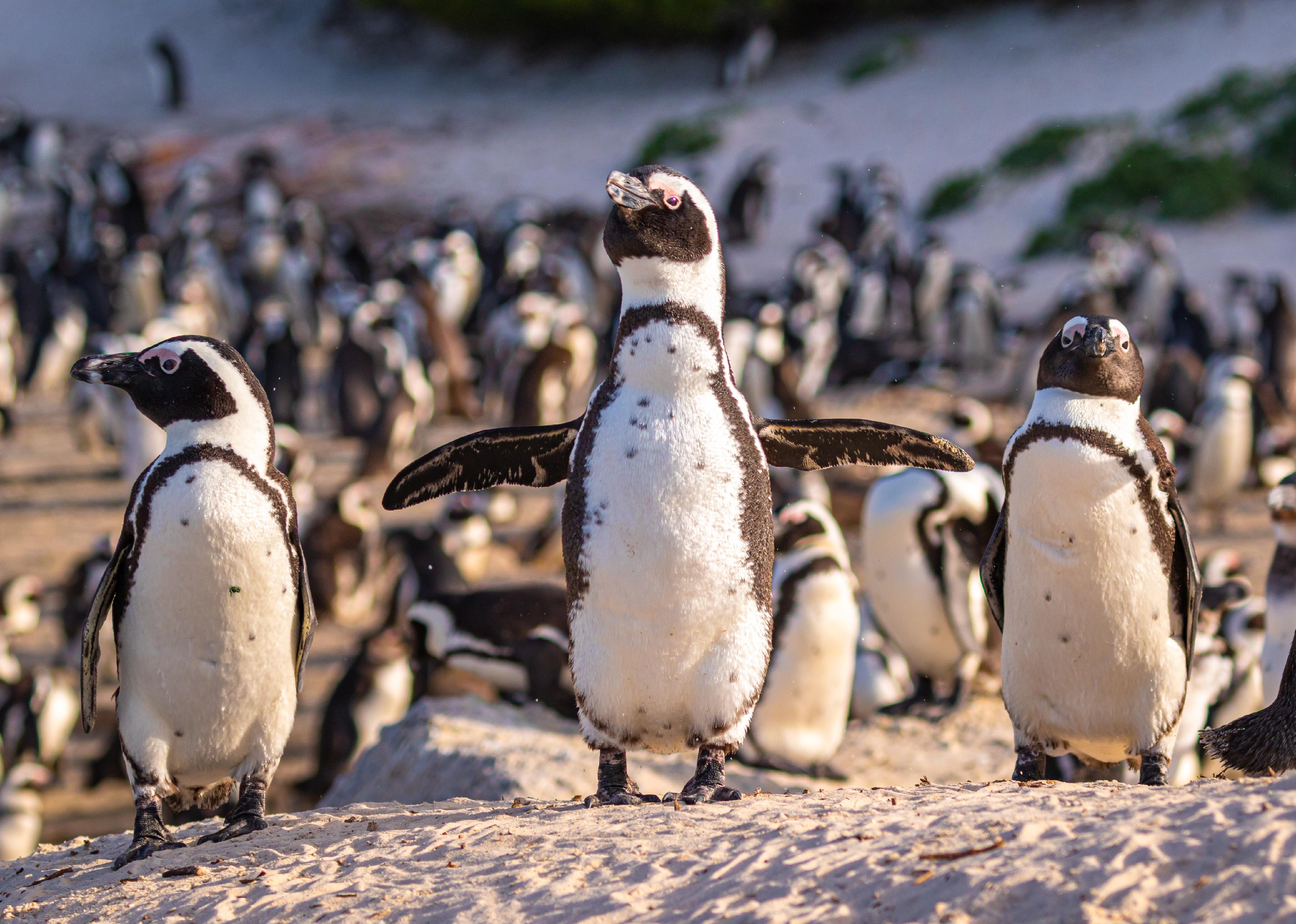 Humboldt Penguins on a beach in South Africa.