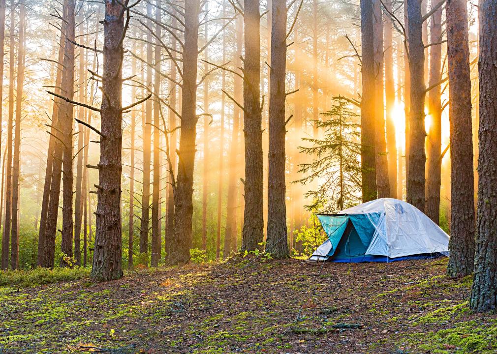 Dawn around  a foggy forest with a single tent.