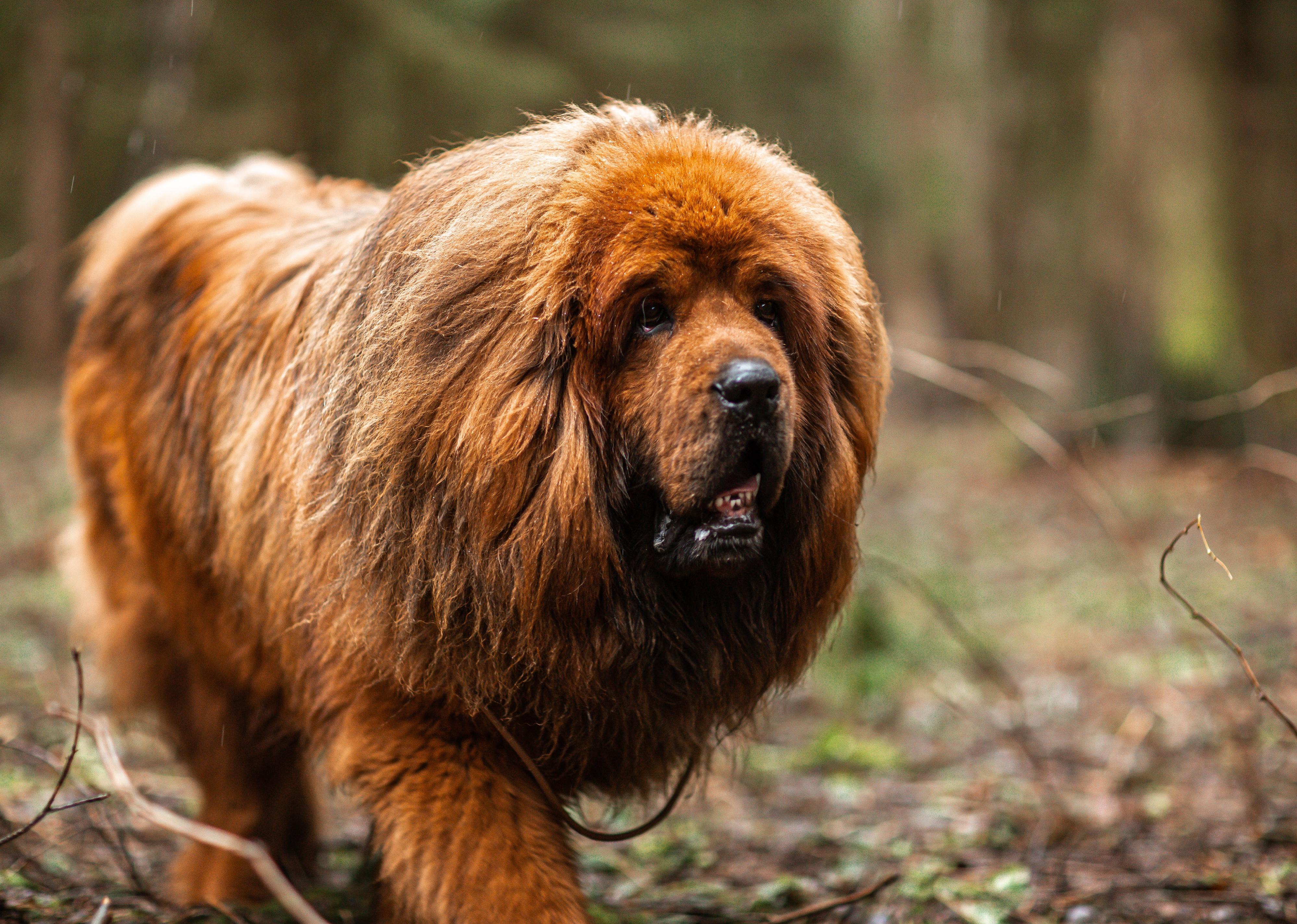 Tibetan mastiff adult dog in drizzling rain.