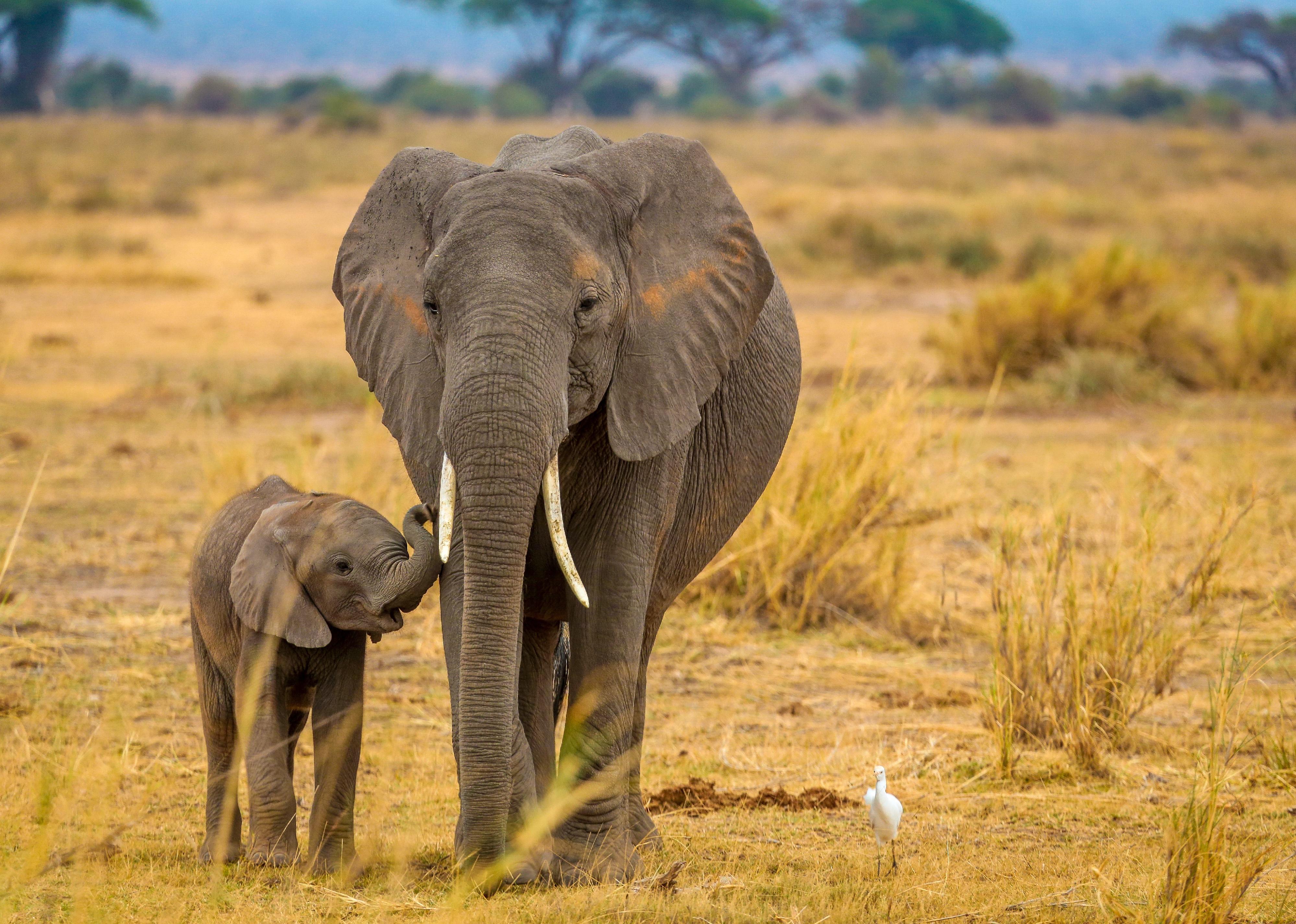 Elephant and her baby walking through Amboseli National Park.