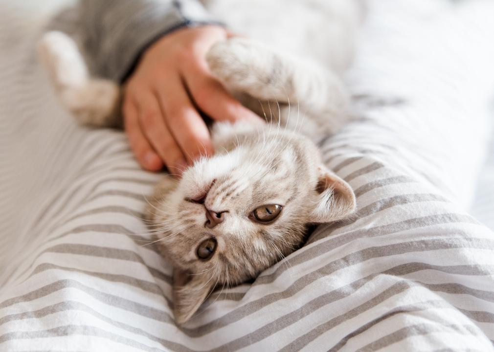 Cat Cuddling