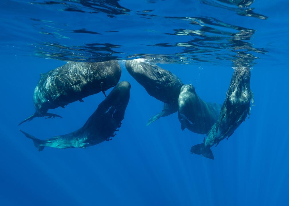 Sperm whales in a social gathering.