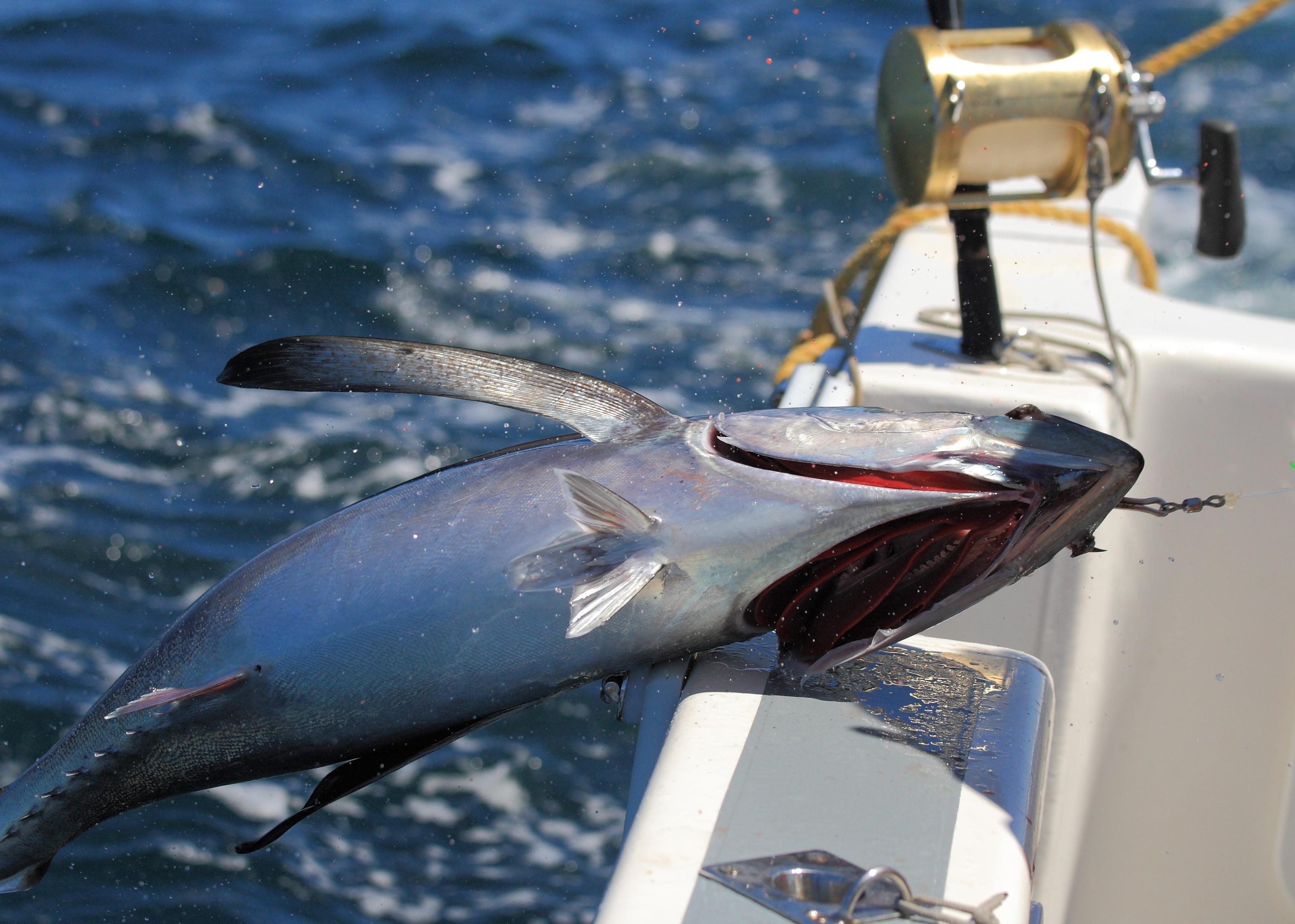 Albacore or longfin tuna caught off Atlantic Ocean.
