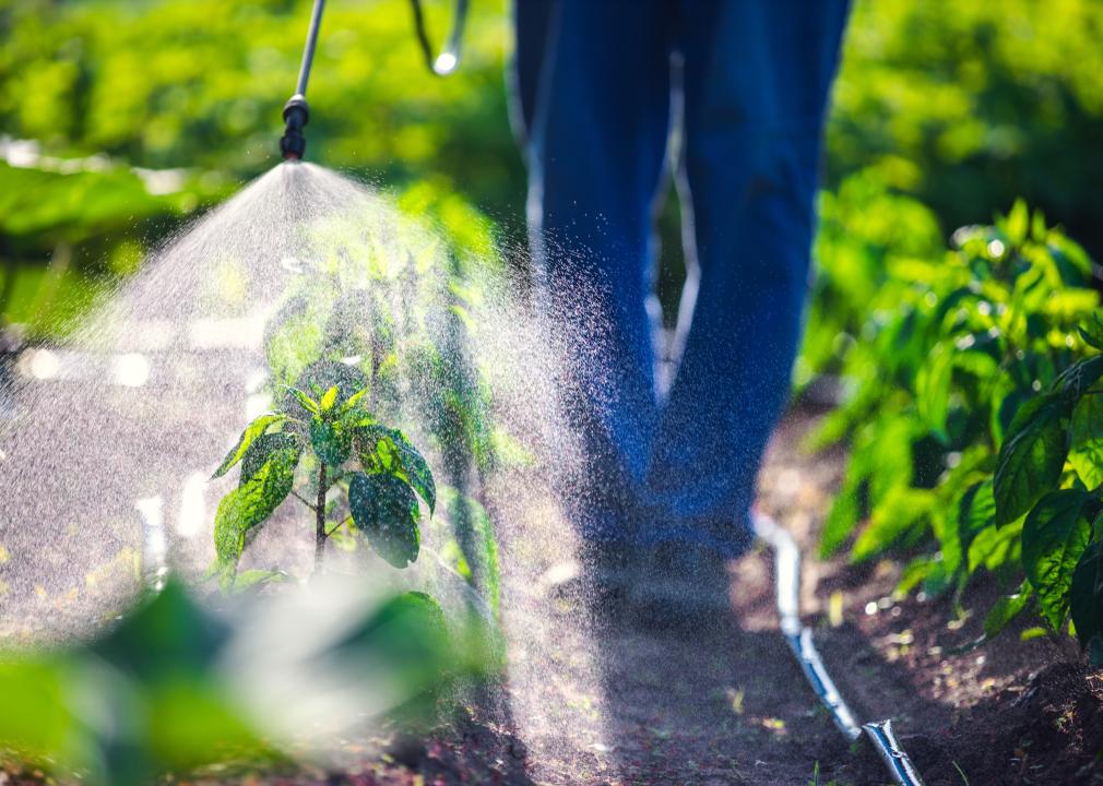 A farmer spraying rows of green plants.