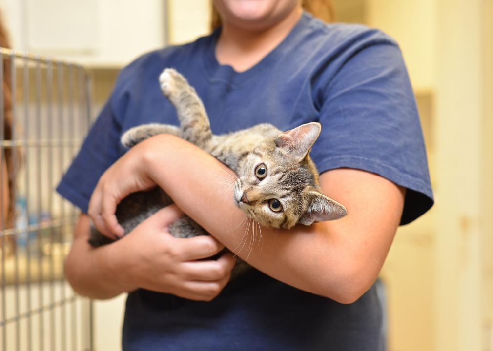 Cat Being Carried