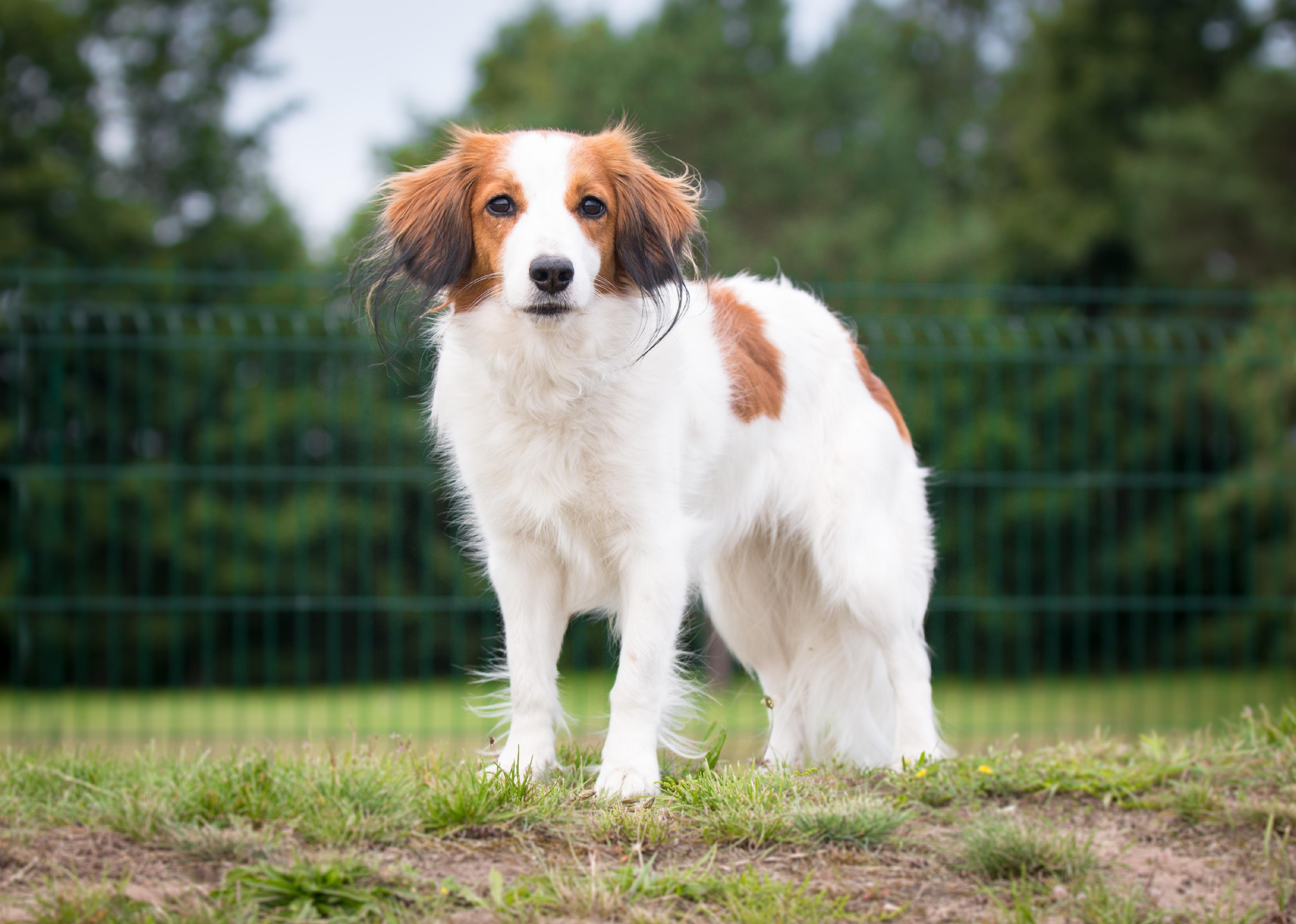 A small white Nederlandse Kooikerhondje on a sunny day. 