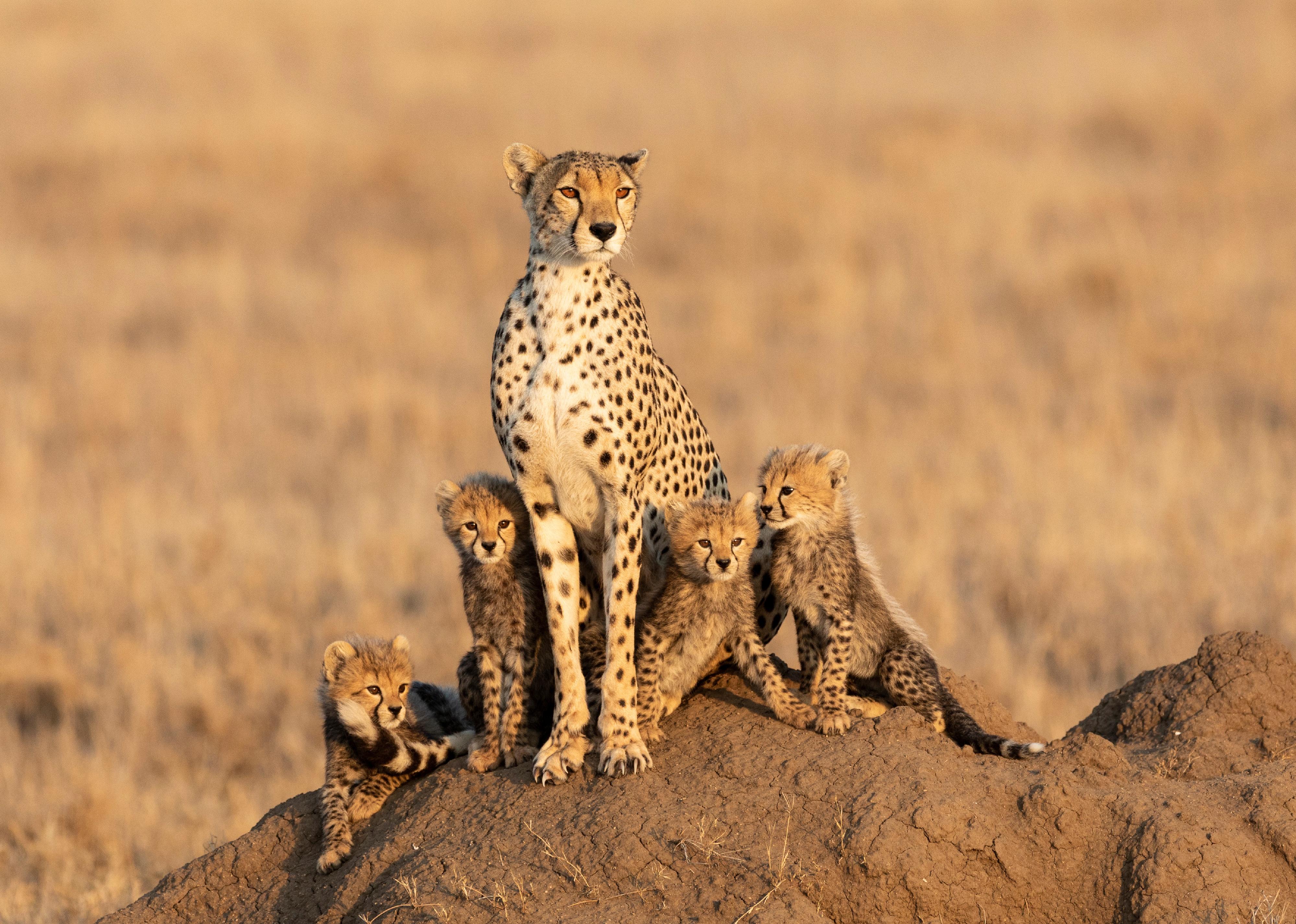 Female cheetah and her four tiny cubs sitting on a large termite mound.