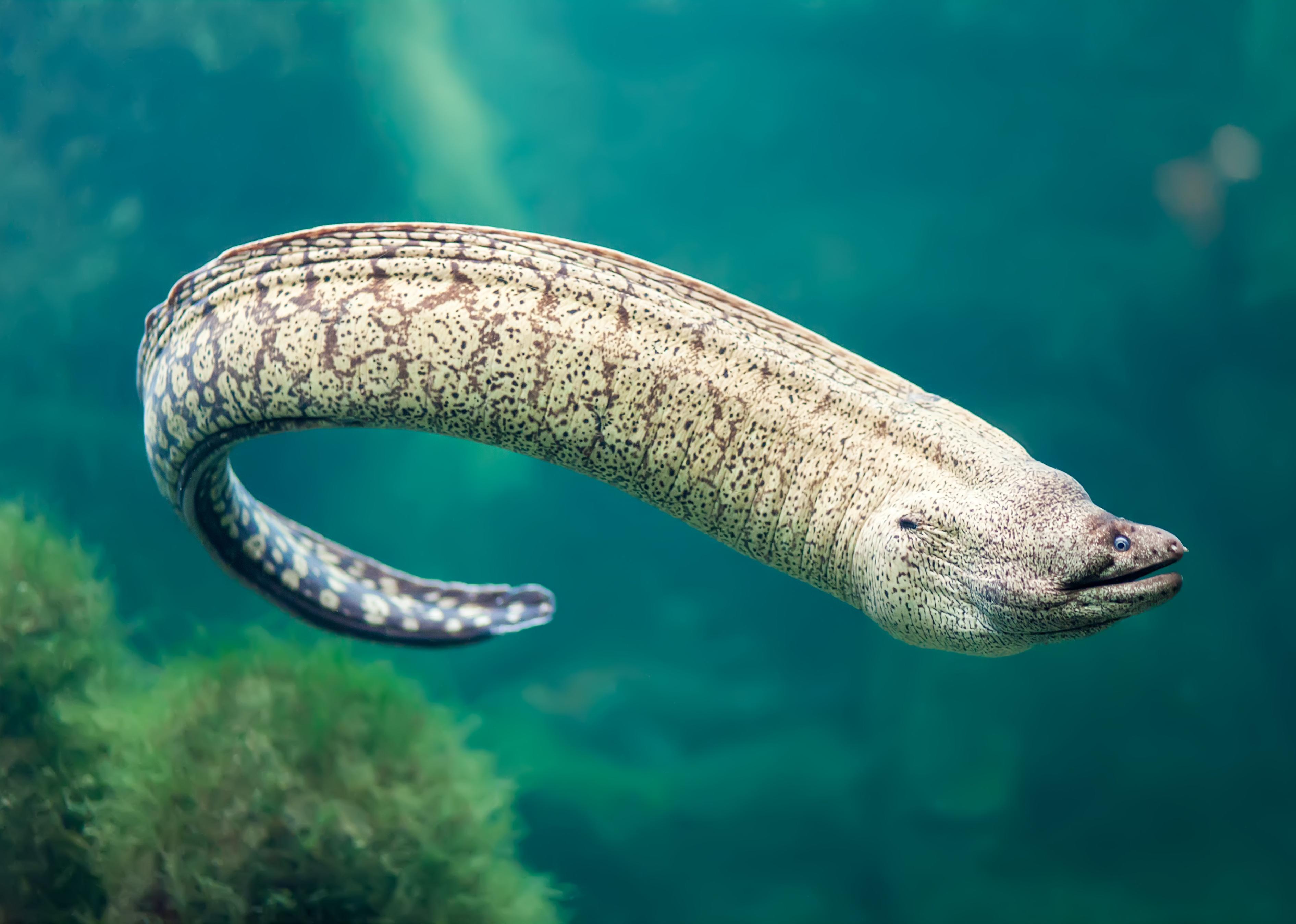 Giant Moray Eel (Gymnothorax javanicus).
