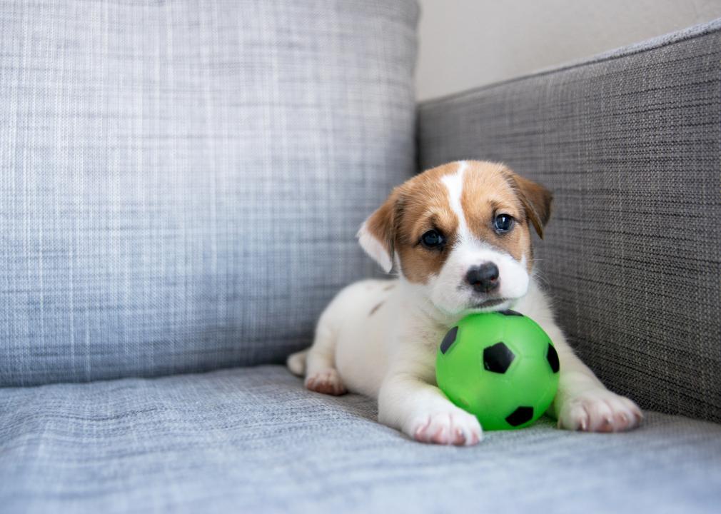 Puppy with Ball