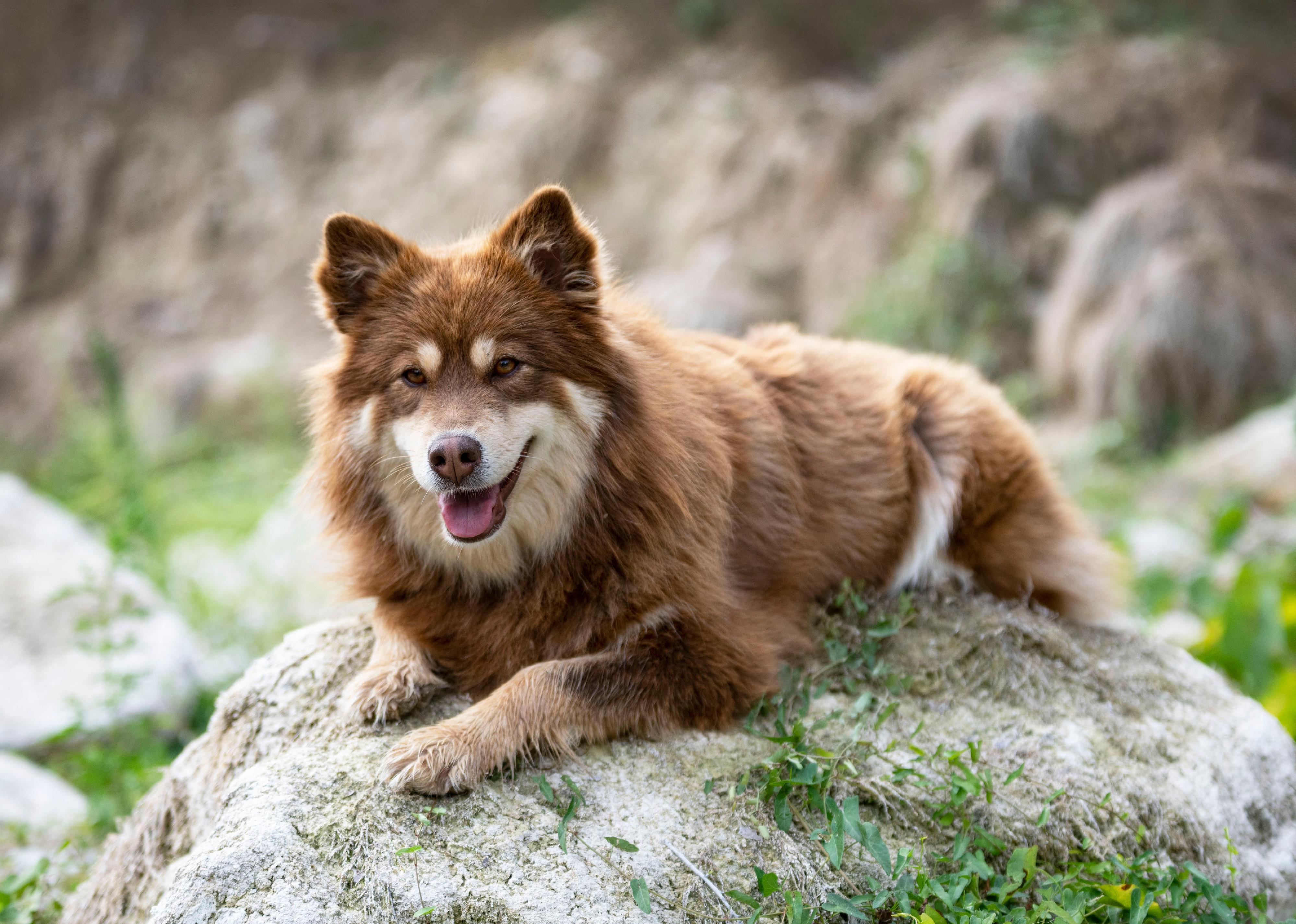 A brown Finnish Lapphund laying on a rock.