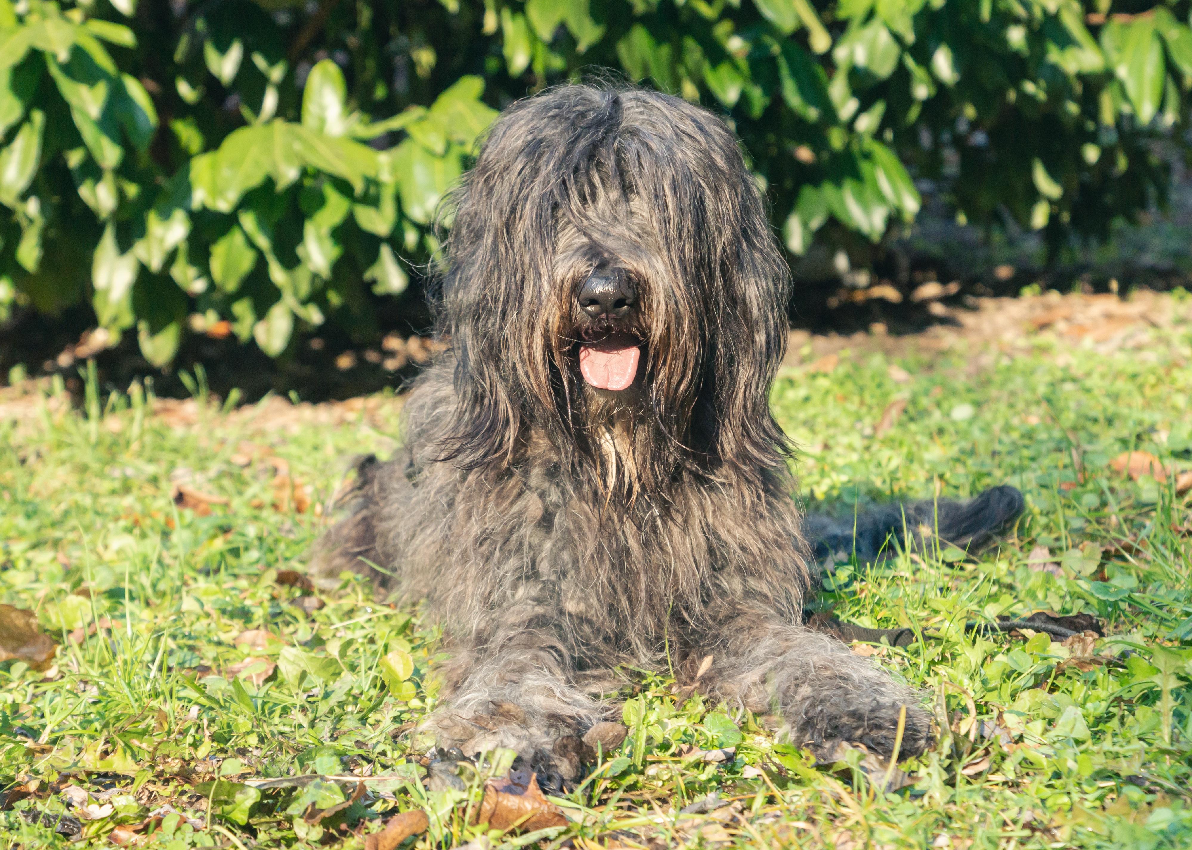 Bergamasco Shepherd dog with black coat is seen on an autumn day outside in a park.