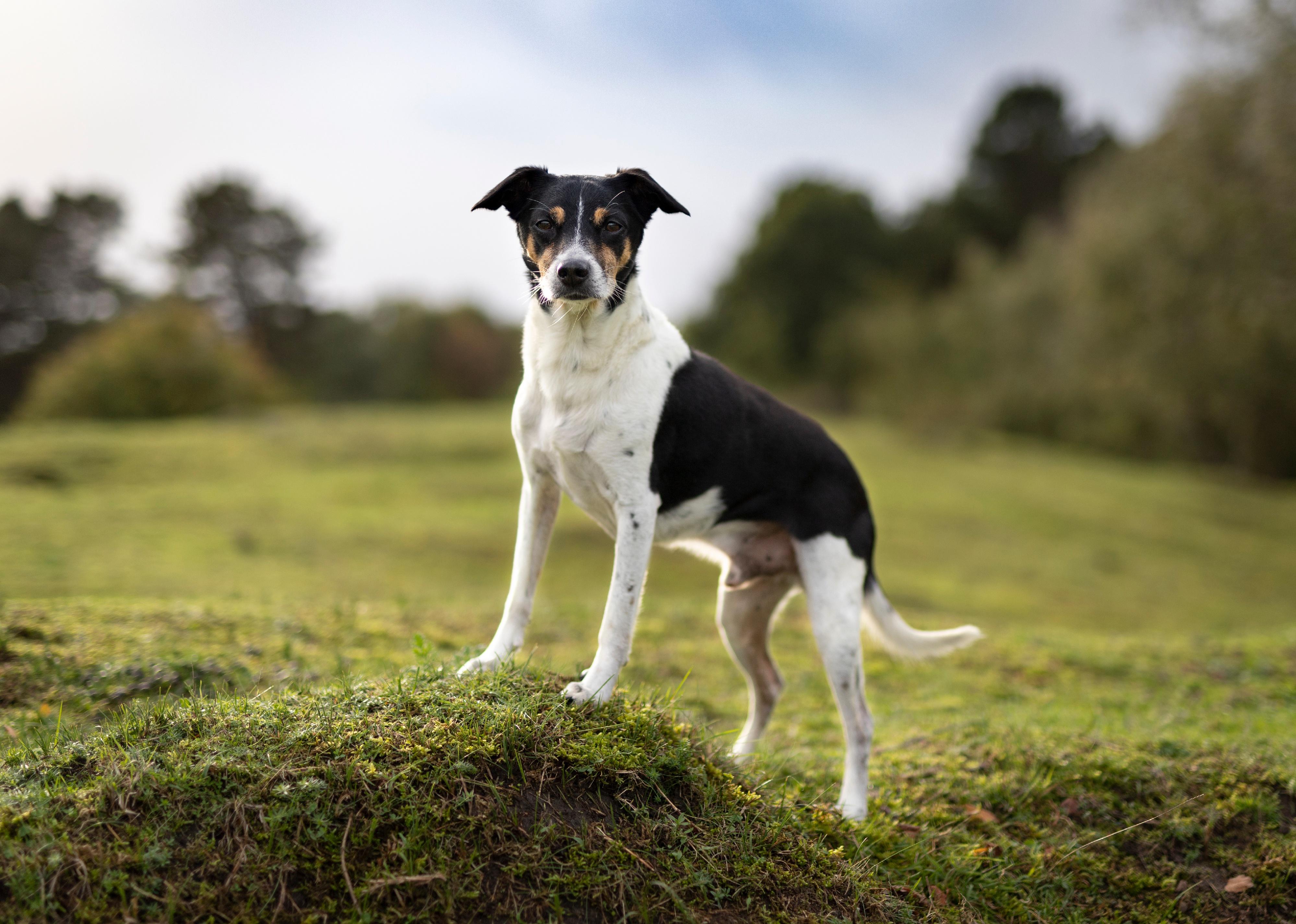 A rat terrier standing in the middle of the grass with trees on background.