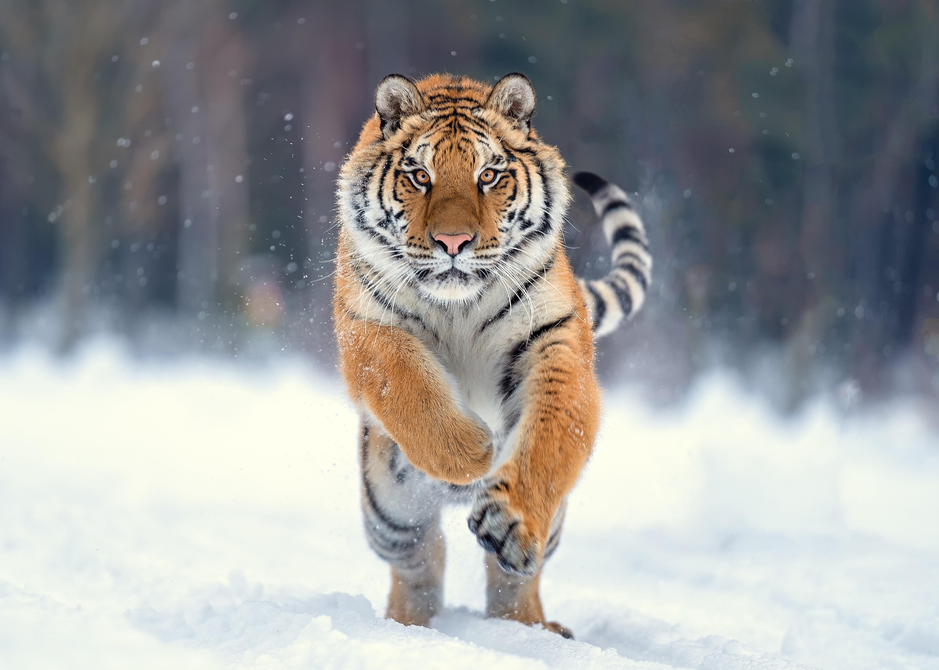 Tiger jumping in snow.