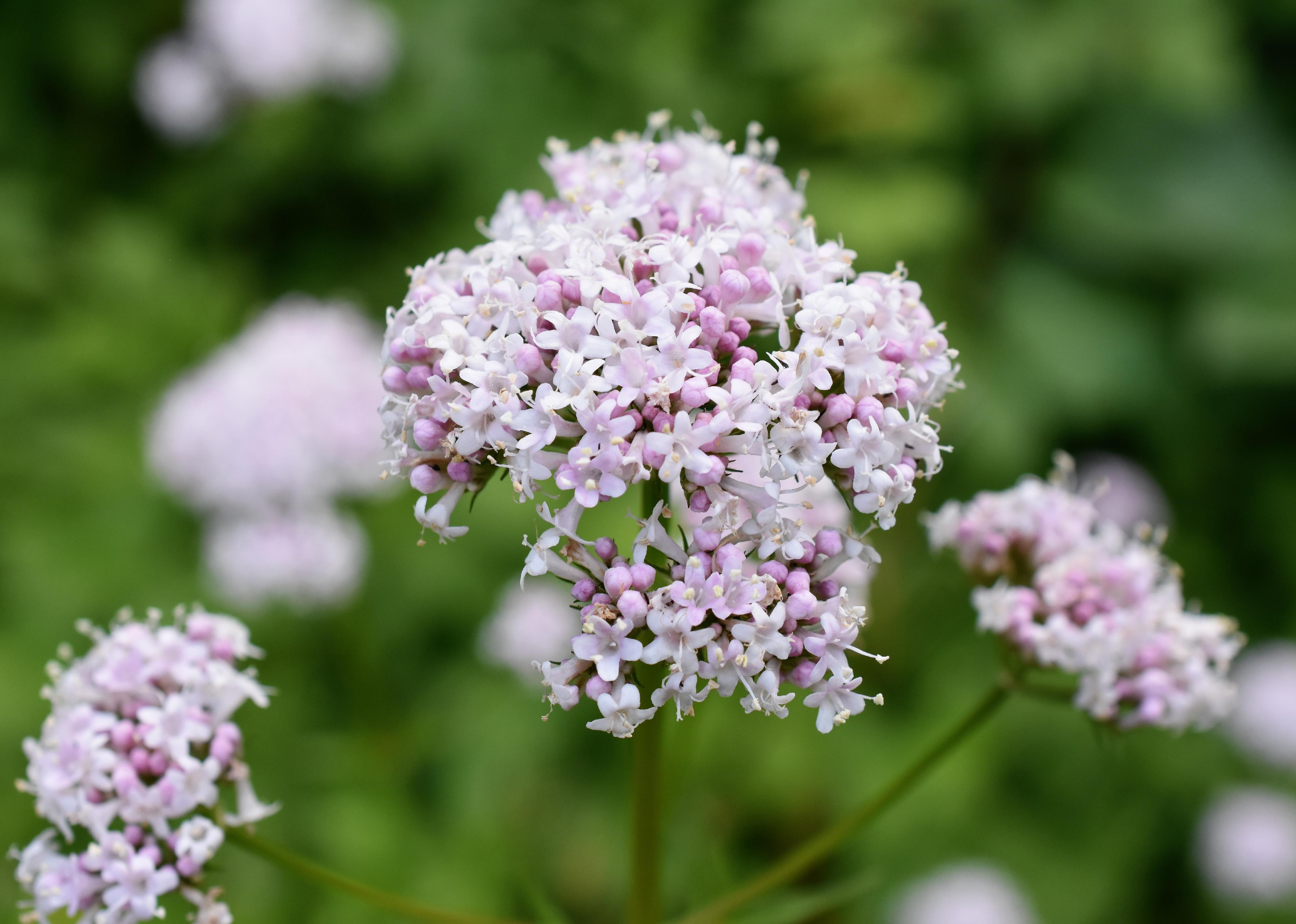 Flowering pink valerian plant