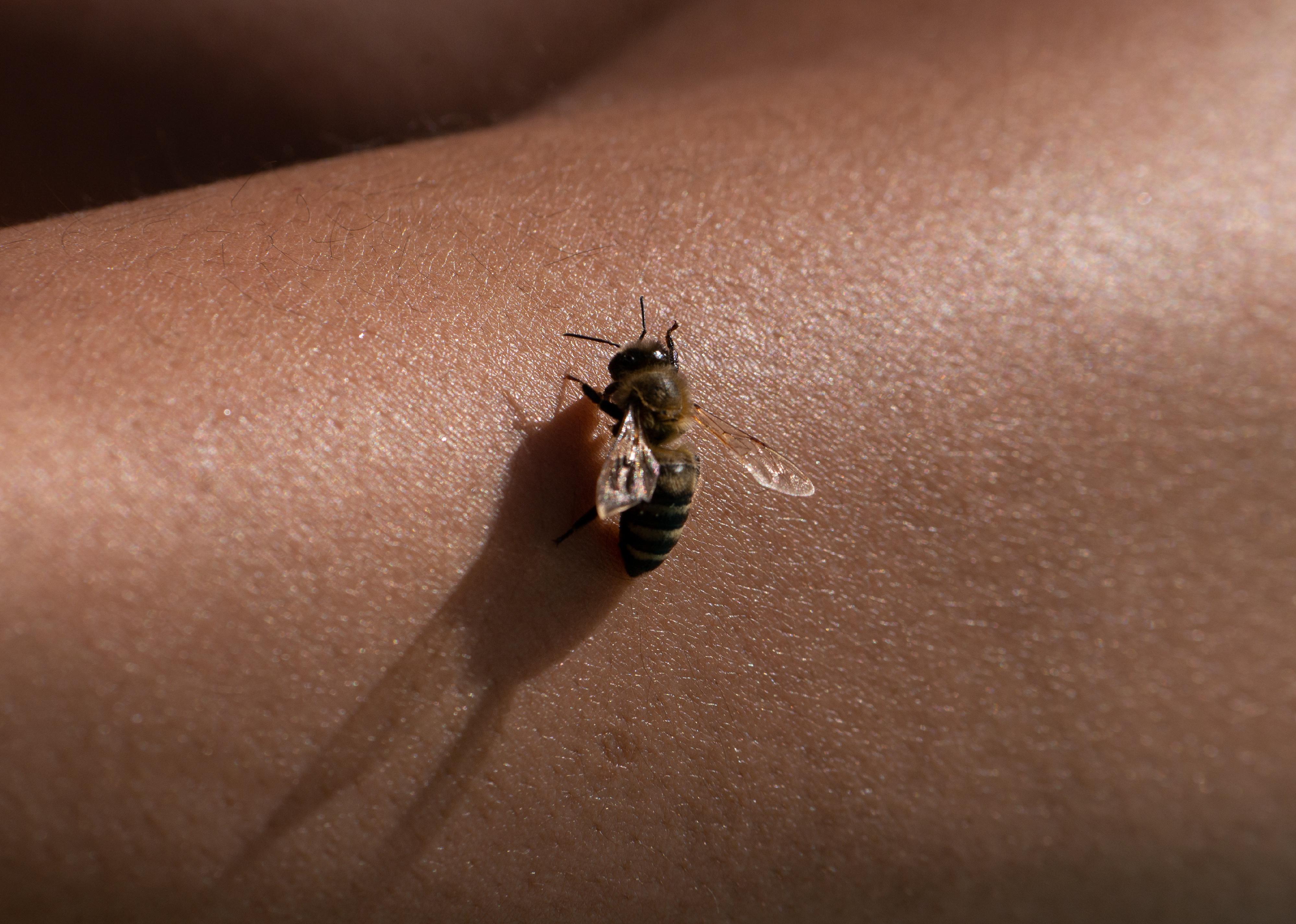 Close up of a bee on skin.