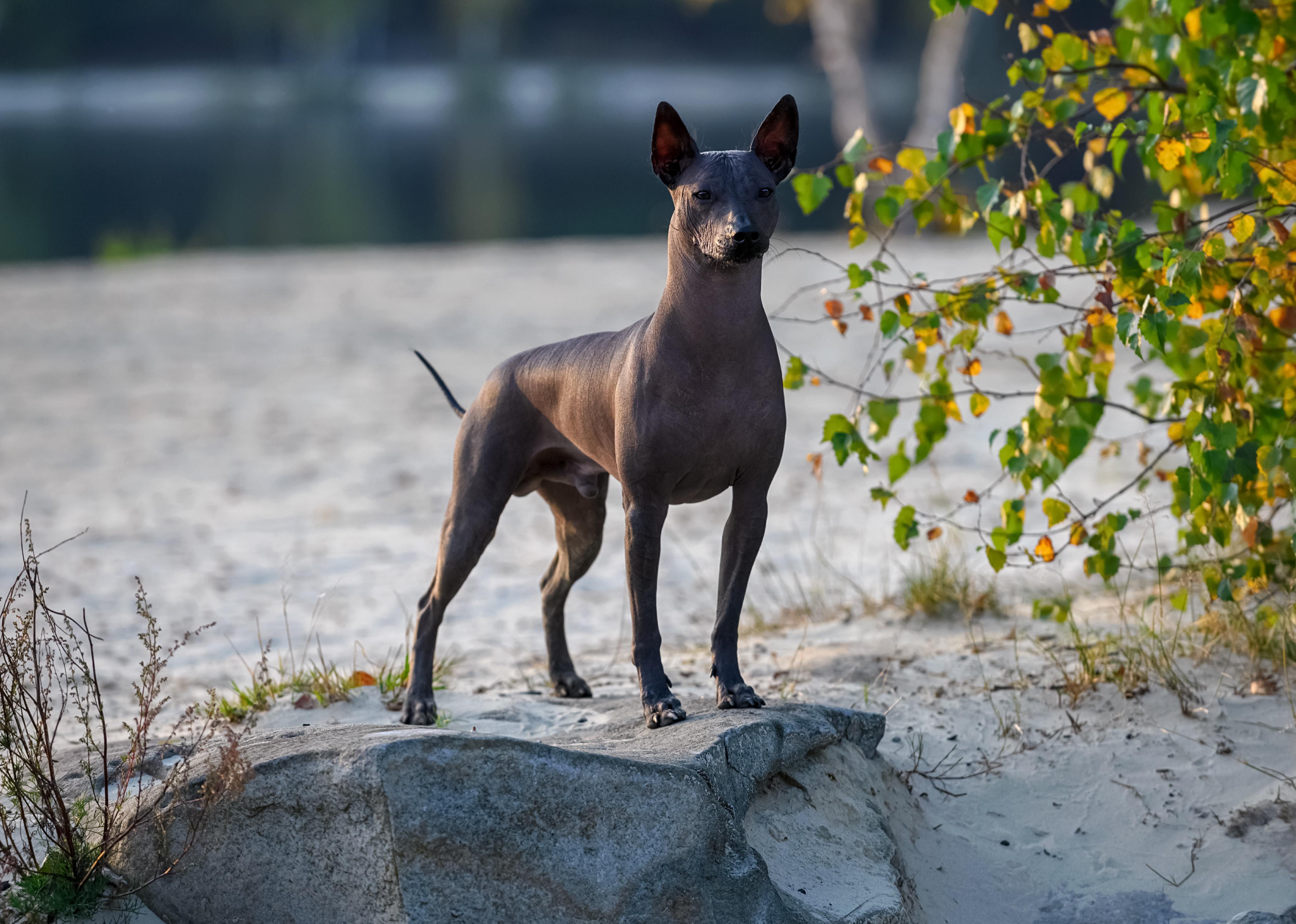 A Xoloitzcuintle standing on stone at sunset.