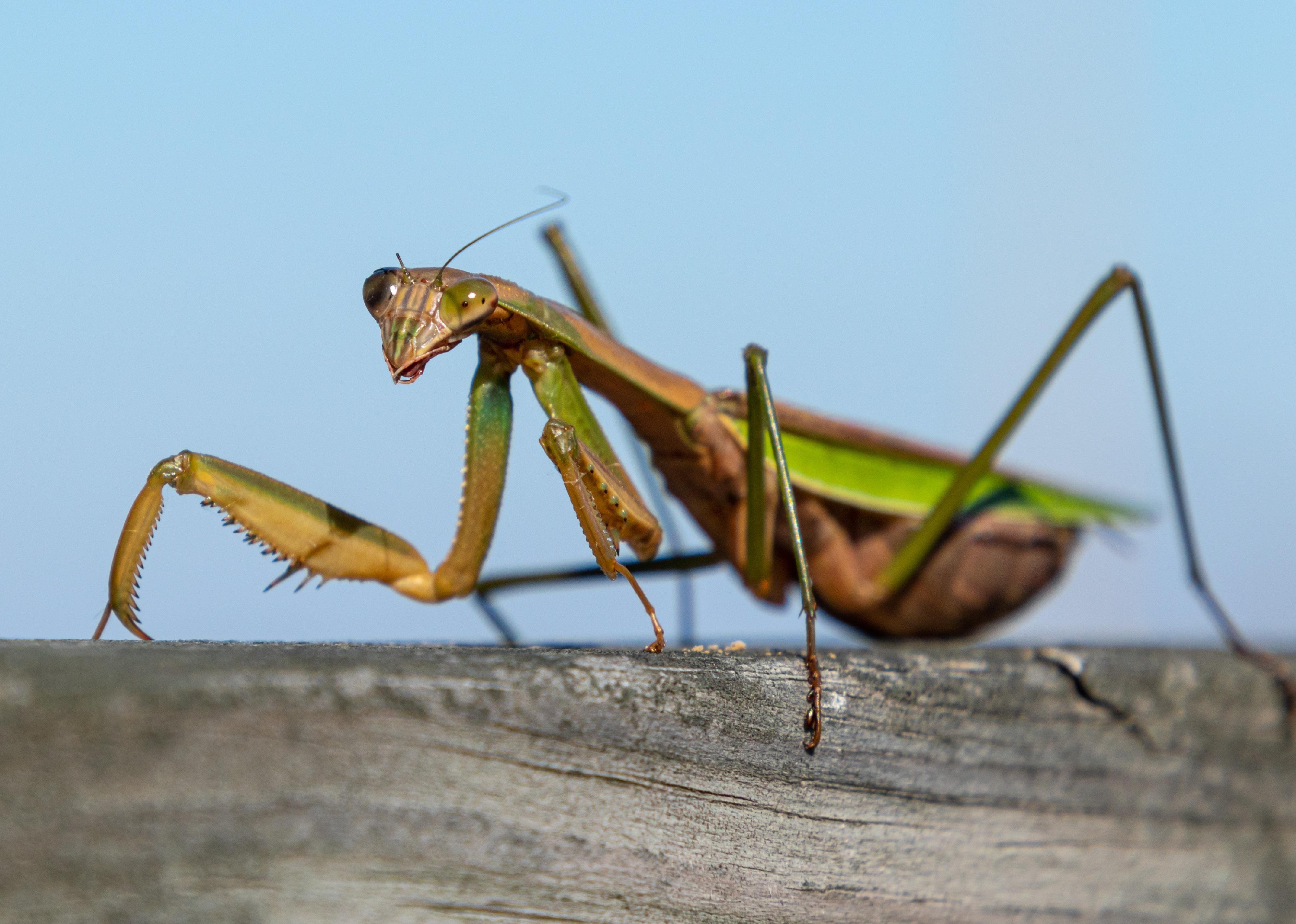 Close-up of a huge Chinese praying mantis.