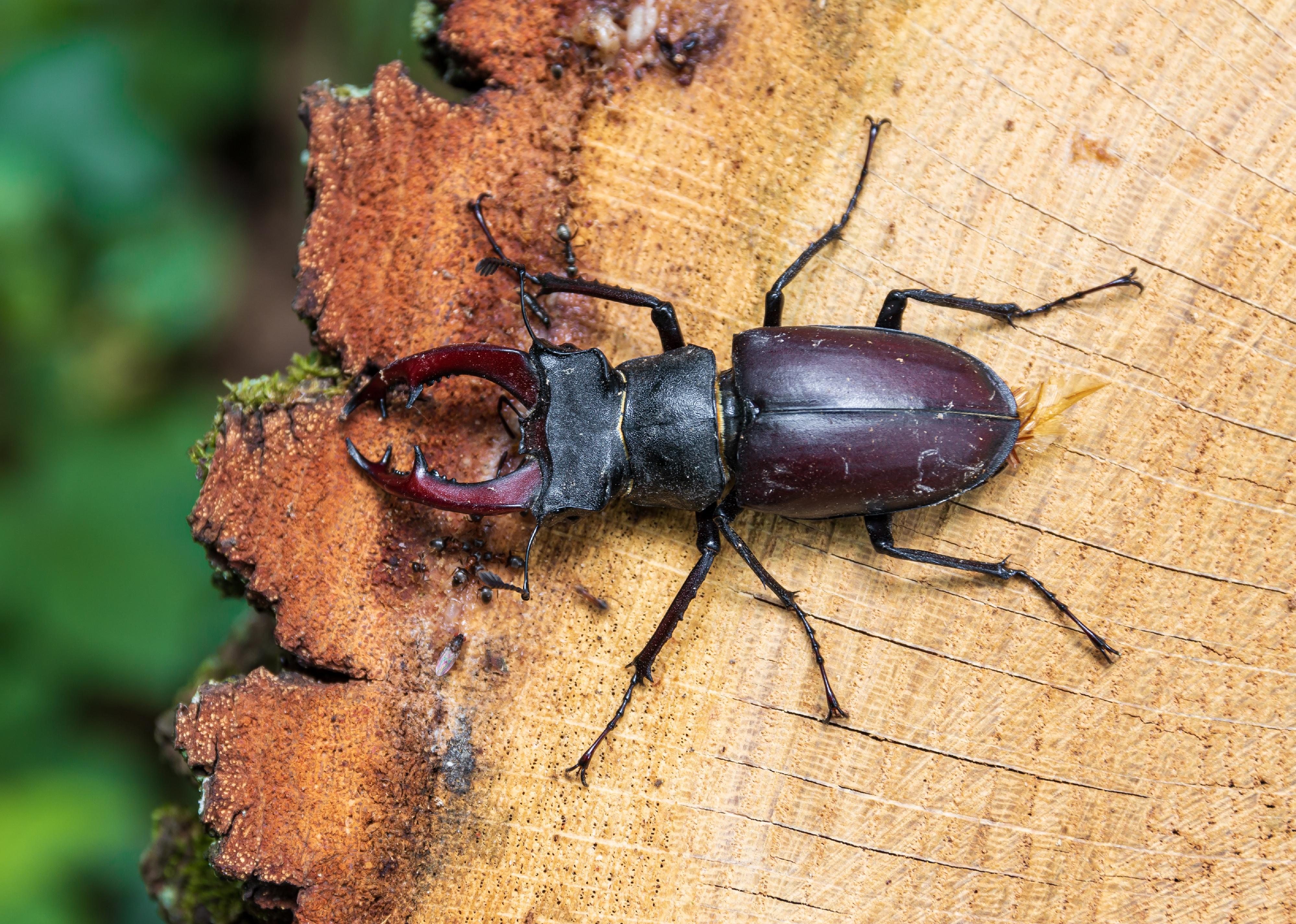 Top view of European stag beetle on tree stump.