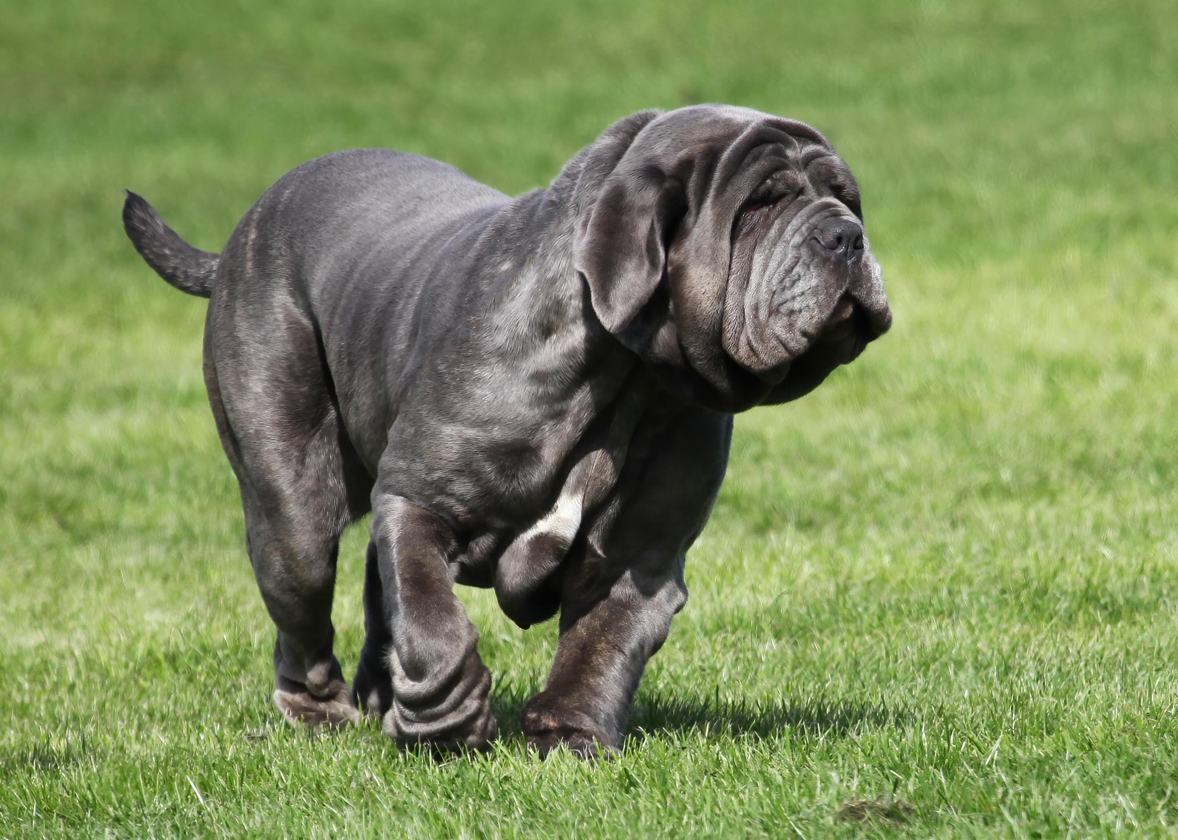 A Neapolitan Mastiff running on grass.