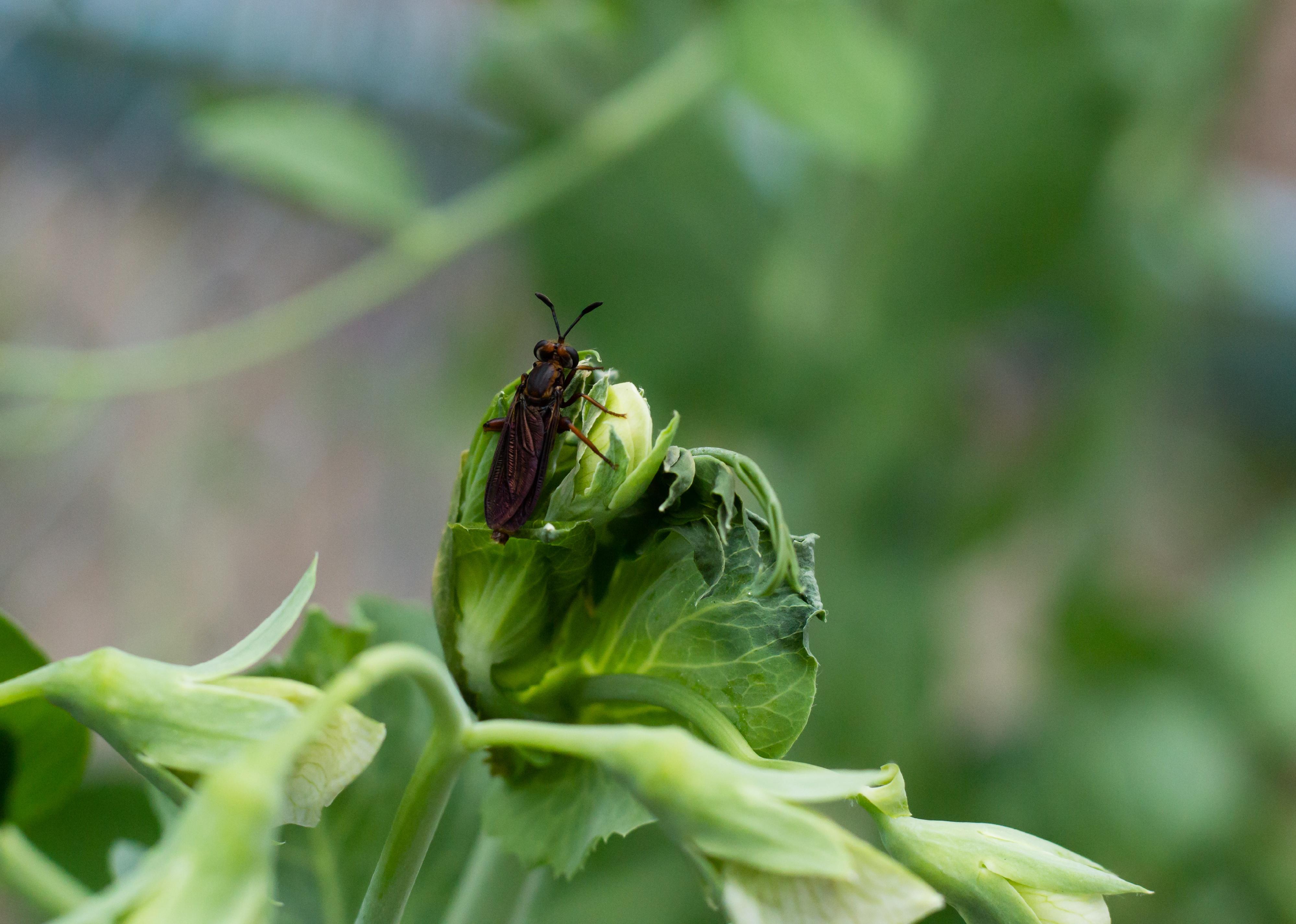 Mydas fly sitting on flower.