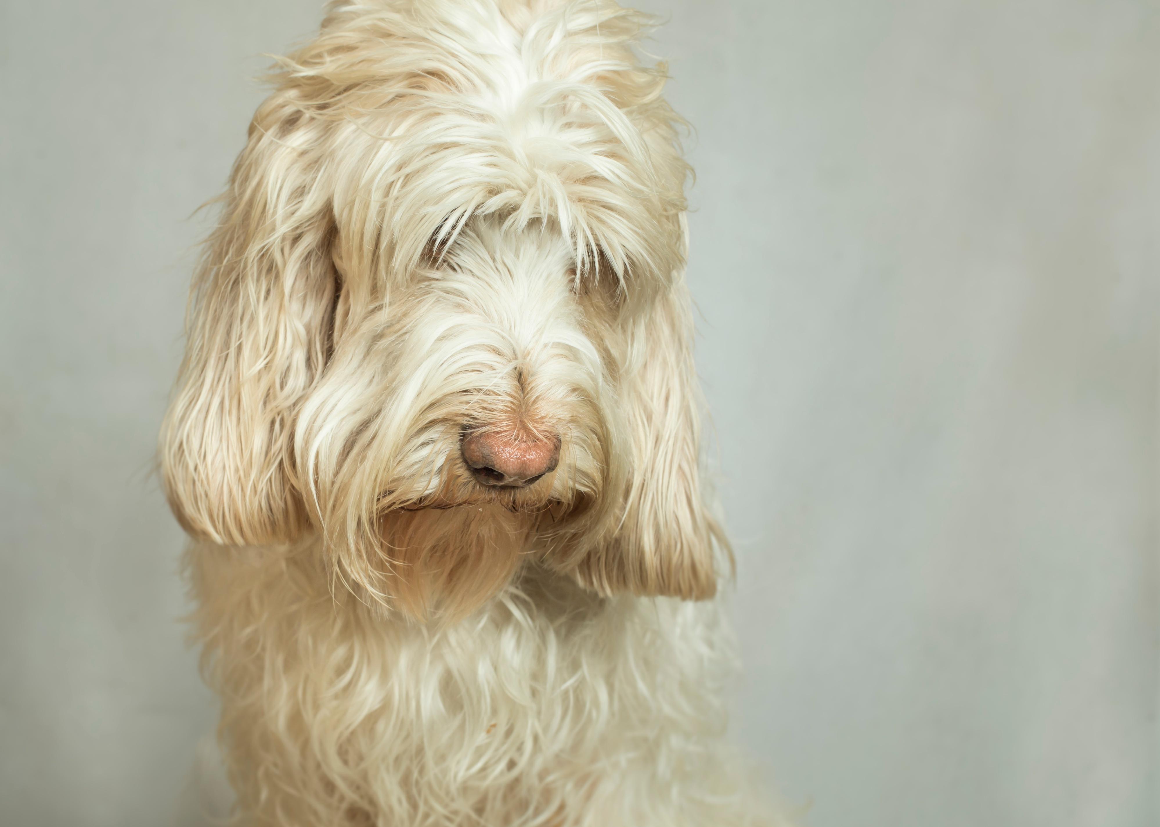 A Grand Basset Griffon Vendéen dog against a studio background.