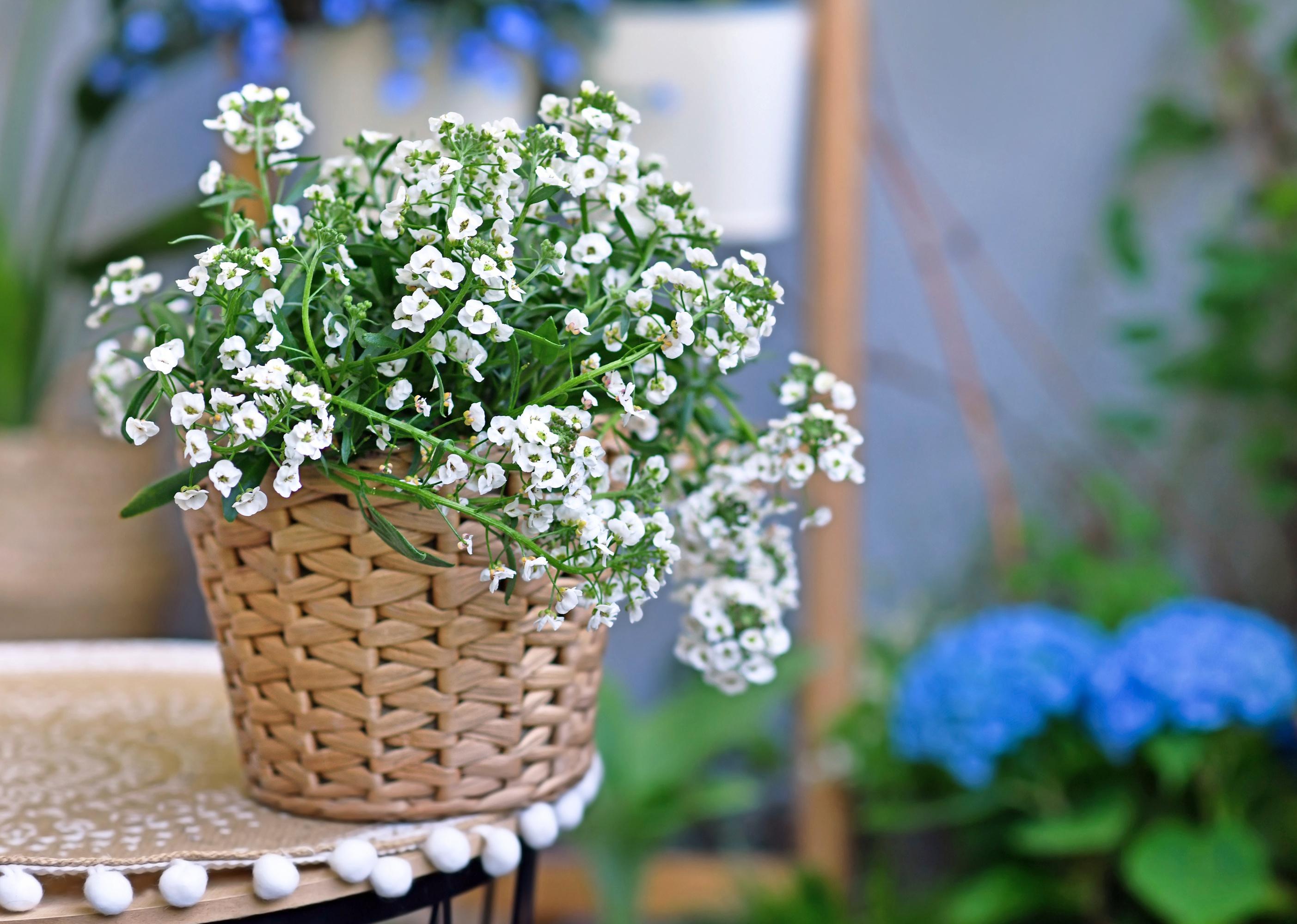 Alyssum plant in basket pot