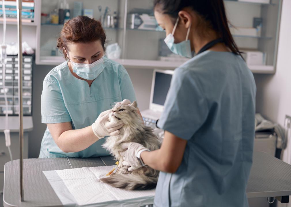 Veterinarian and an assistant in masks examine the ear of a gray cat on a table in a vet
