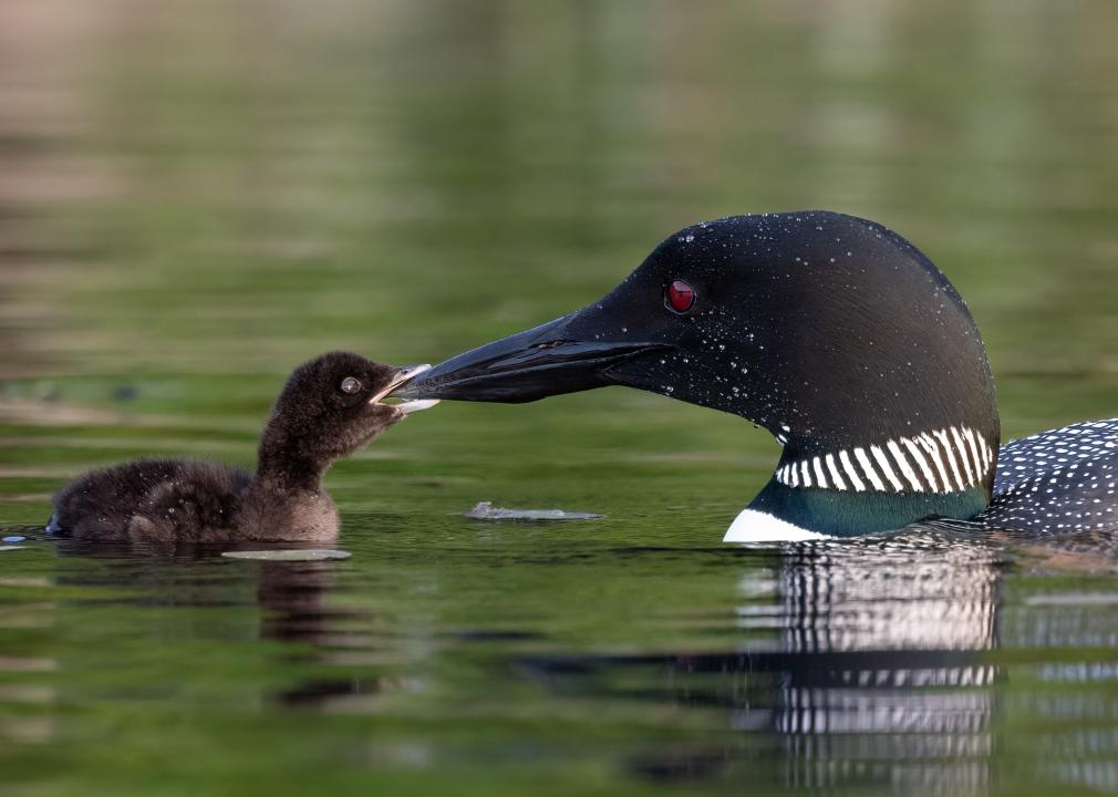 A common loon on a lake feeding a baby.
