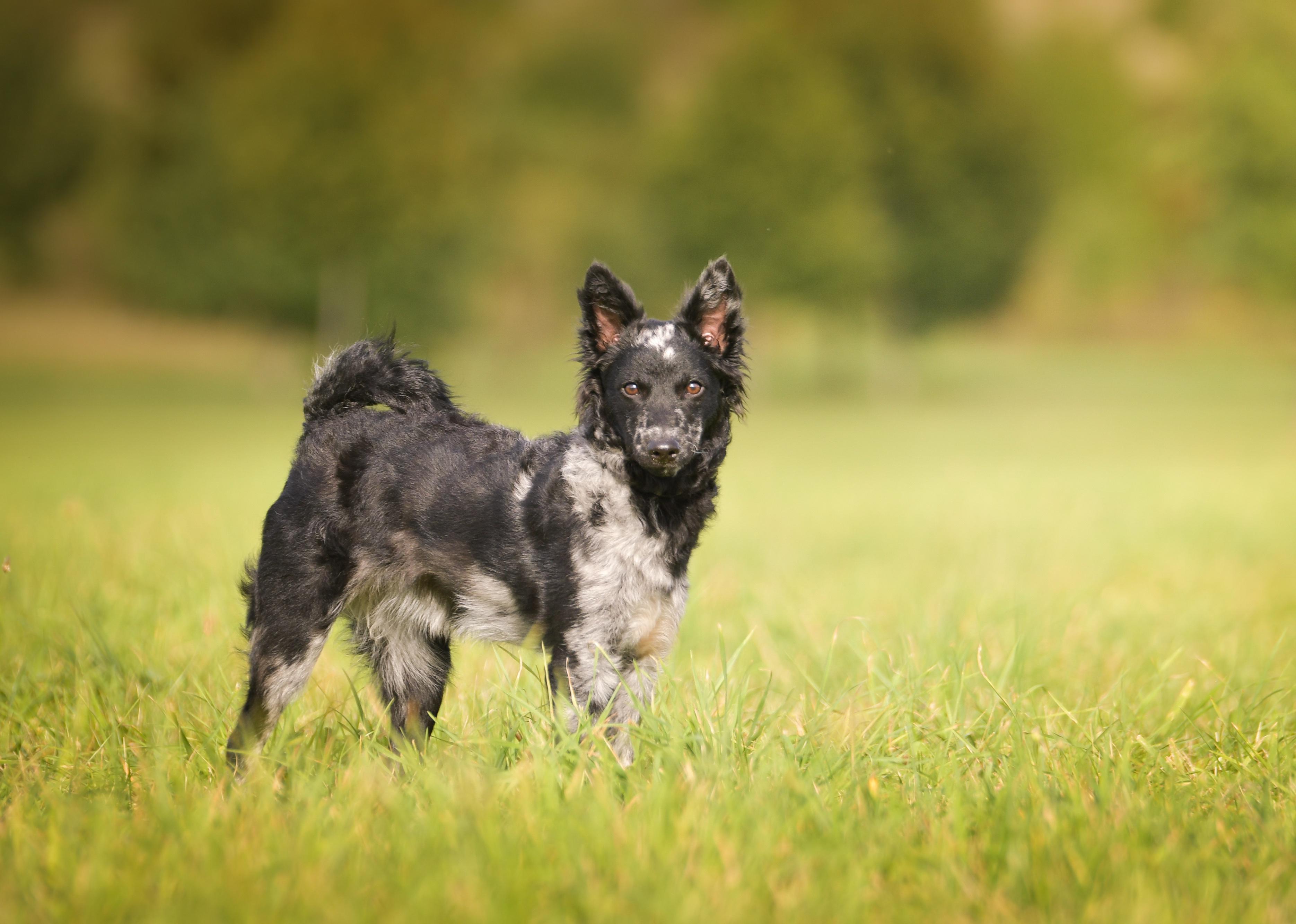 Puppy of a Mudi standing in grass field.