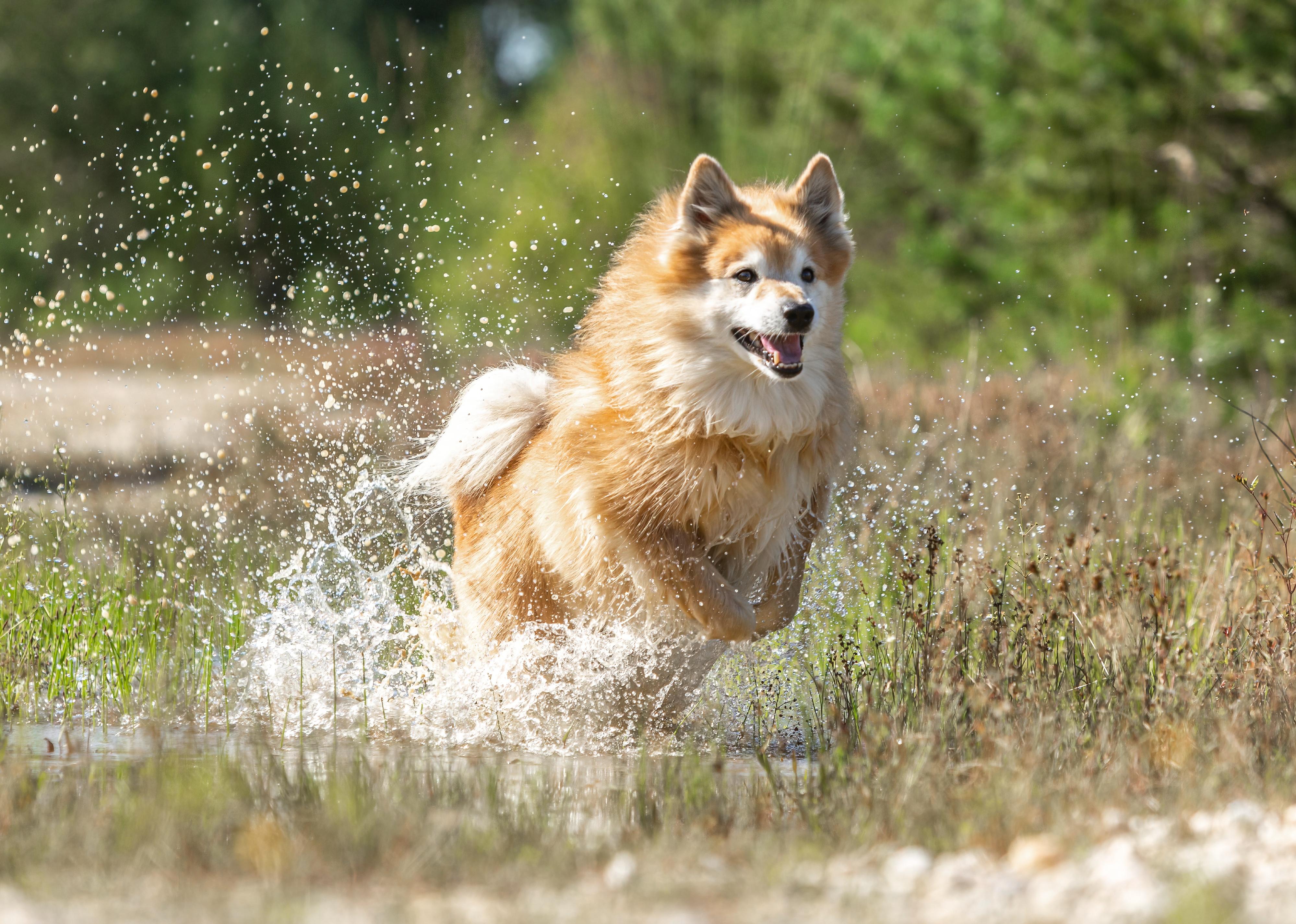 An icelandic sheepdog running through water in late summer outdoors.